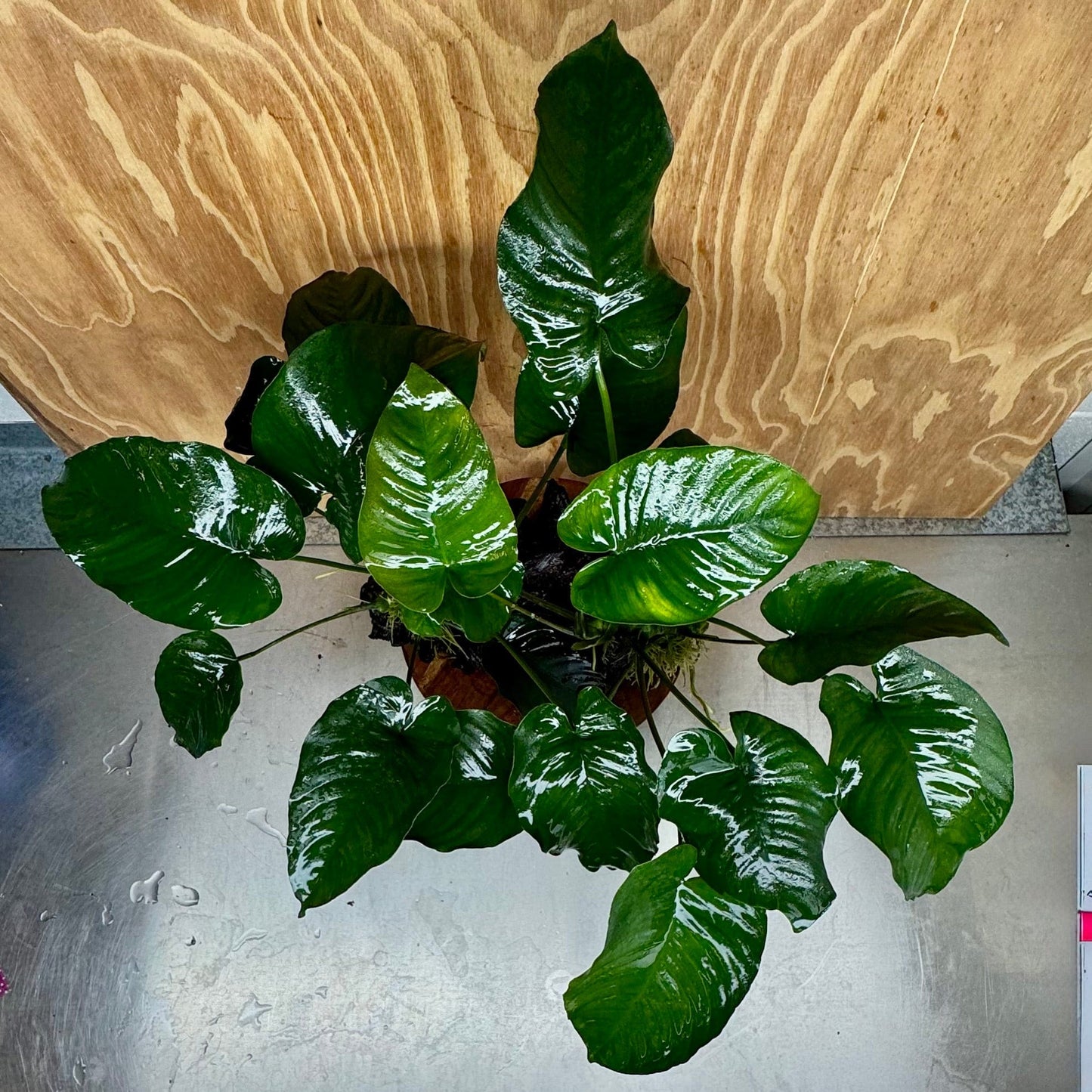 Scapeshop.com.au One Only Double Anubias Barteri on Extra-Large Driftwood - One Only - Bold Double Anubias Barteri on Extra-Large Driftwood - One Only - Bold