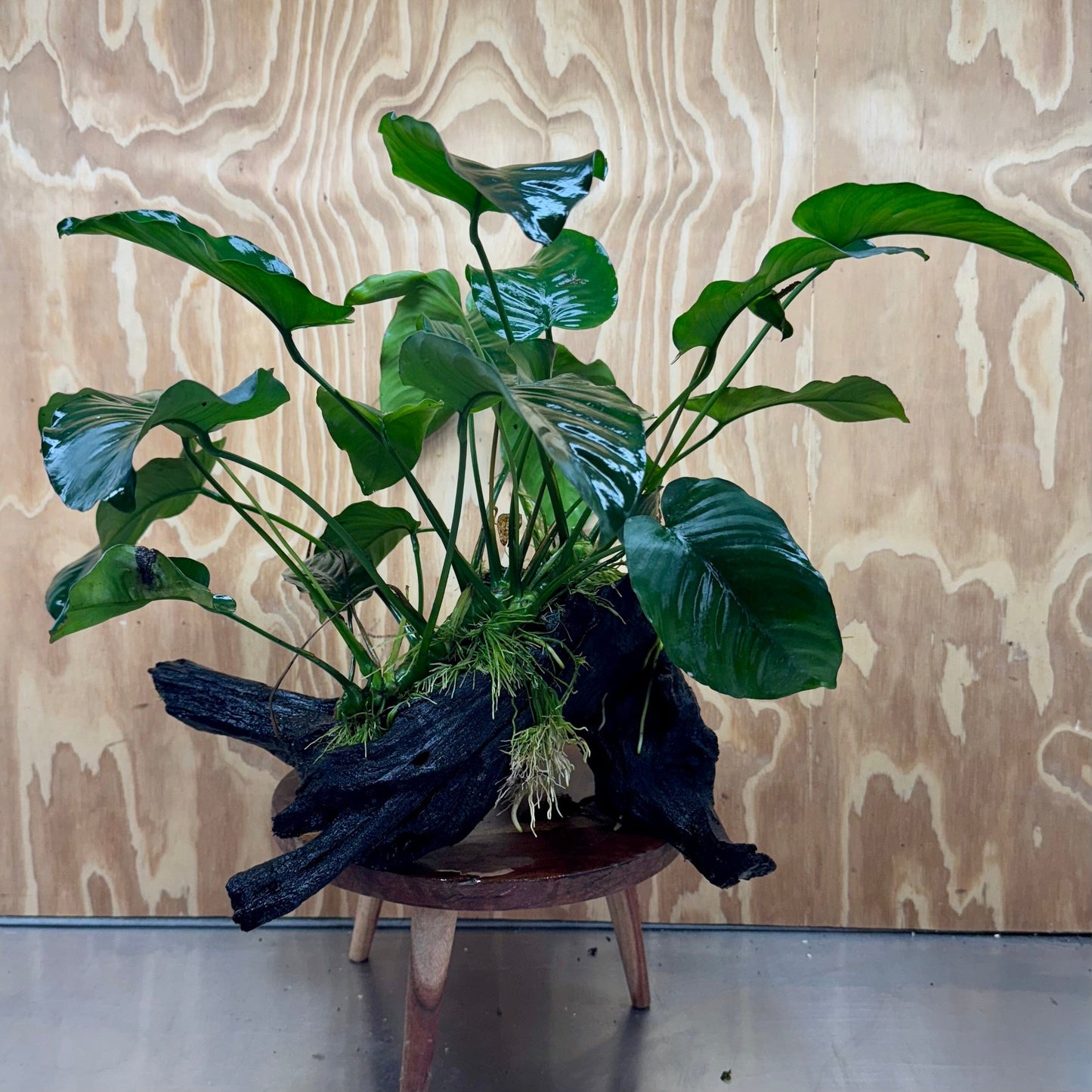 Scapeshop.com.au One Only Double Anubias Barteri on Extra-Large Driftwood - One Only - Bold Double Anubias Barteri on Extra-Large Driftwood - One Only - Bold