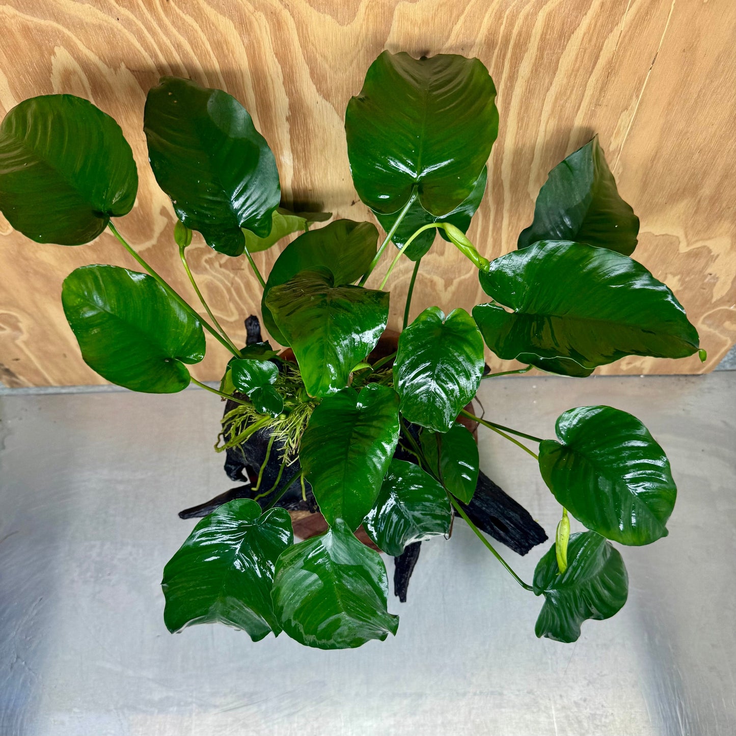 Scapeshop.com.au One Only Double Anubias Barteri on Extra-Large Driftwood - One Only - Bold Double Anubias Barteri on Extra-Large Driftwood - One Only - Bold