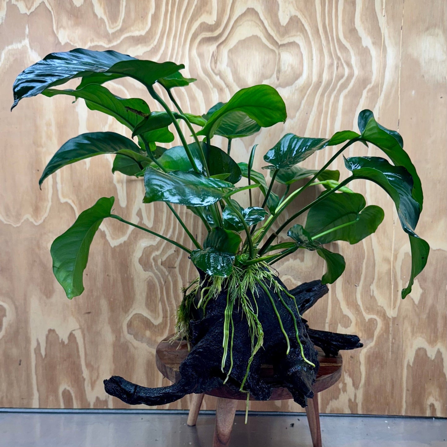 Scapeshop.com.au One Only Double Anubias Barteri on Extra-Large Driftwood - One Only - Bold Double Anubias Barteri on Extra-Large Driftwood - One Only - Bold