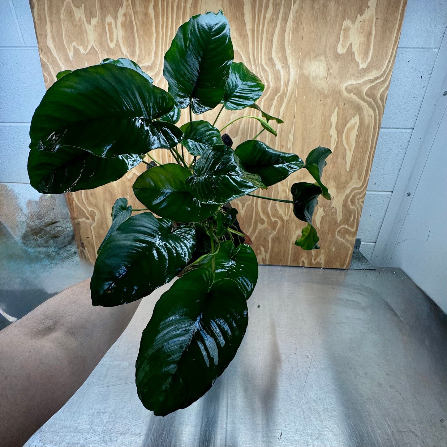 Scapeshop.com.au One Only Double Anubias Barteri on Extra-Large Driftwood - One Only - Bold Double Anubias Barteri on Extra-Large Driftwood - One Only - Bold