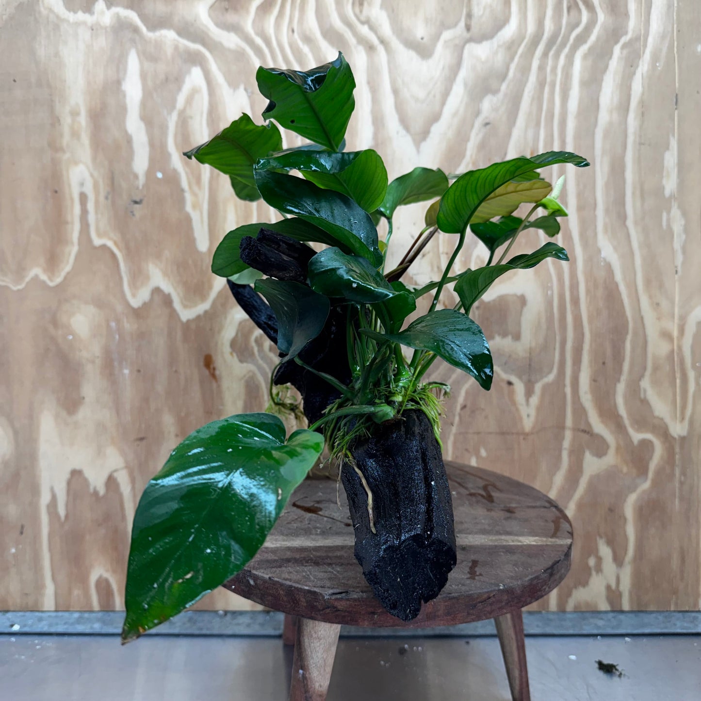 Scapeshop.com.au One Only Double Anubias Driftwood Creation - Coffeefolia & Old Type Barteri - One Only Double Anubias Driftwood Creation - Coffeefolia & Old Type Barteri - One Only