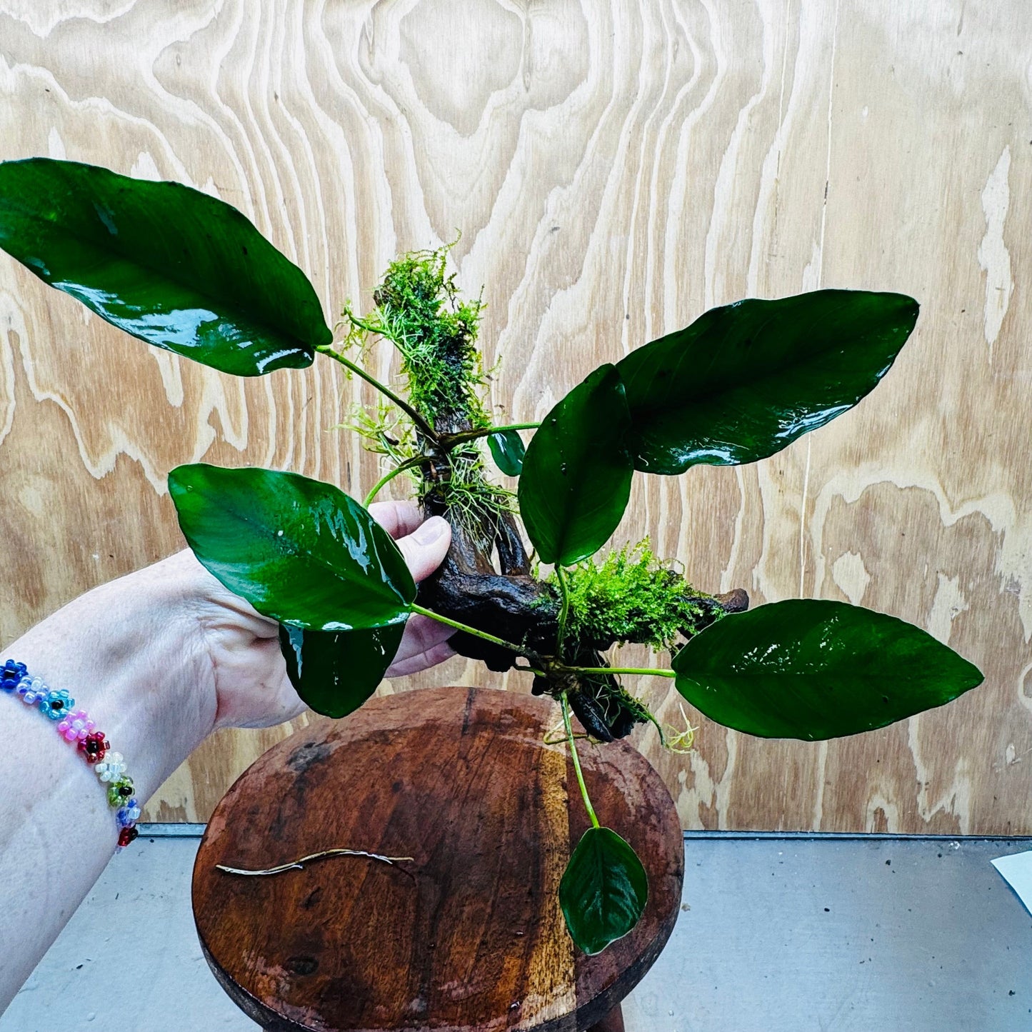 Pisces Enterprises One Only Double Anubias 'Isabelle' with Fontinalis (Java Moss) on Medium Driftwood Creation Double Anubias Isabelle and Java Moss on Medium Driftwood Aquarium Plants