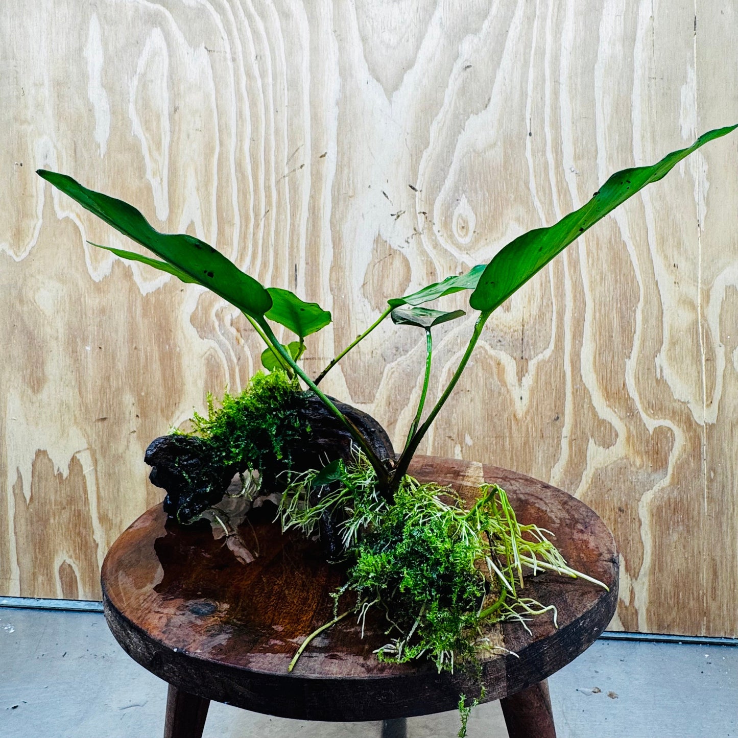 Pisces Enterprises One Only Double Anubias 'Isabelle' with Fontinalis (Java Moss) on Medium Driftwood Creation Double Anubias Isabelle and Java Moss on Medium Driftwood Aquarium Plants
