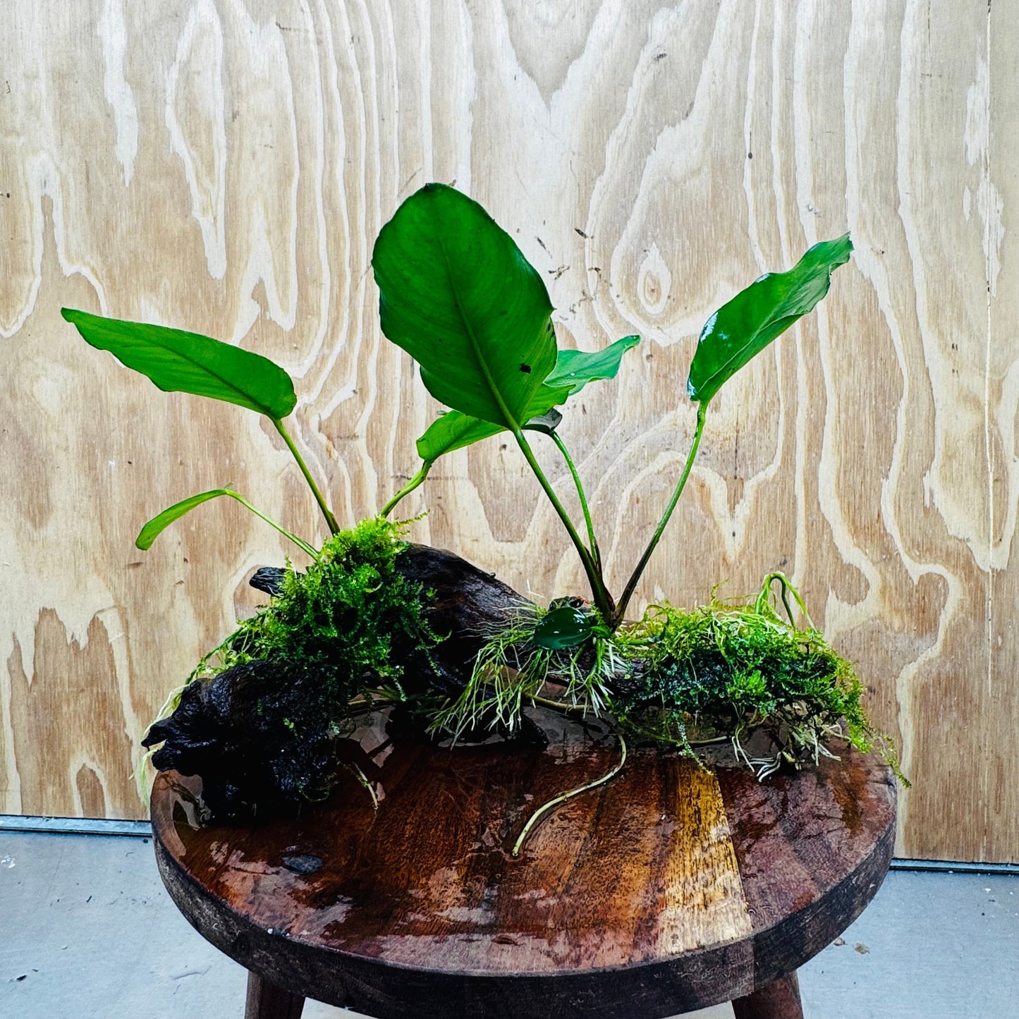 Pisces Enterprises One Only Double Anubias 'Isabelle' with Fontinalis (Java Moss) on Medium Driftwood Creation Double Anubias Isabelle and Java Moss on Medium Driftwood Aquarium Plants
