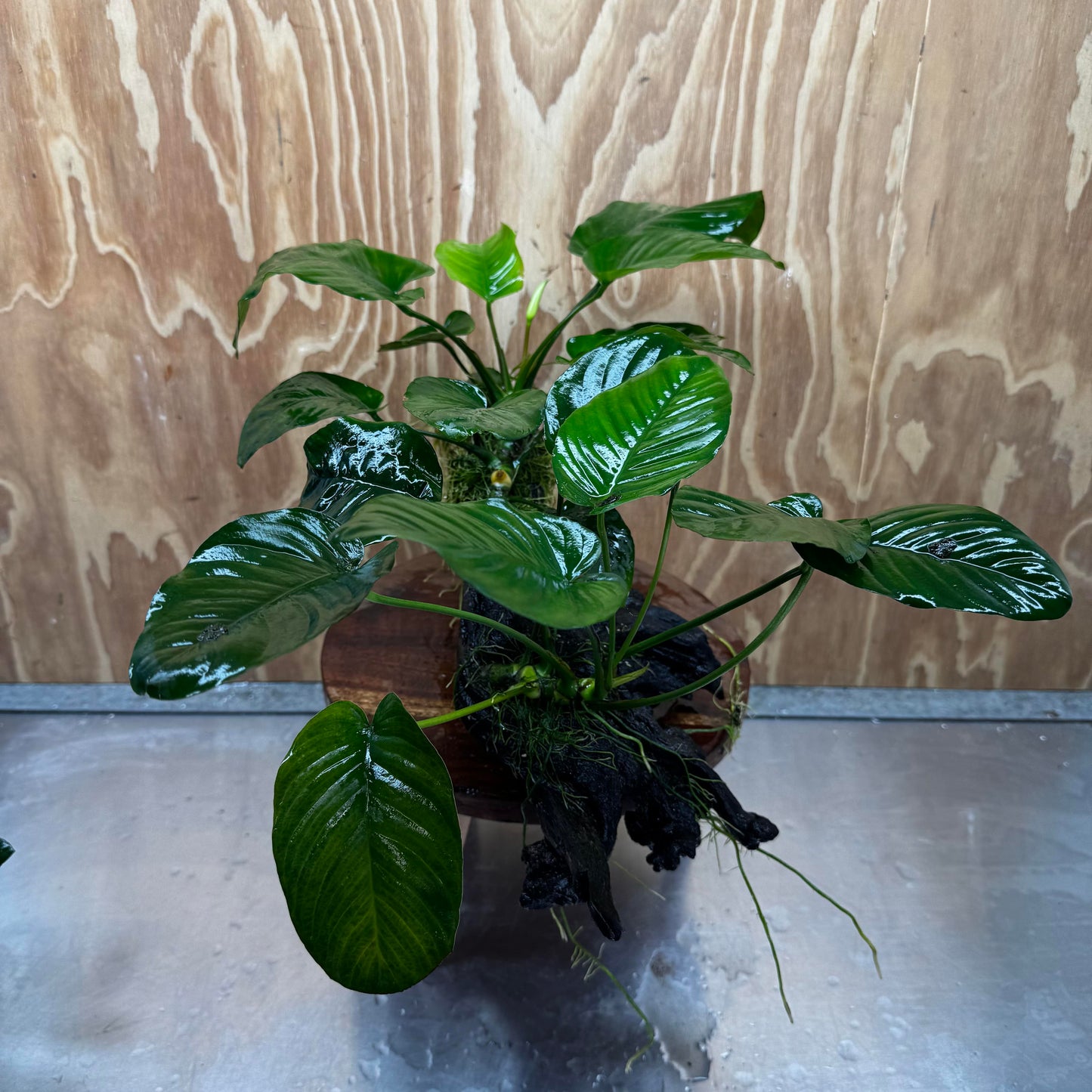 Scapeshop.com.au One Only Double Anubias - Jenny and Barteri on Large Driftwood - One Only - Dramatic Double Anubias - Jenny and Barteri on Large Driftwood - One Only - Dramatic
