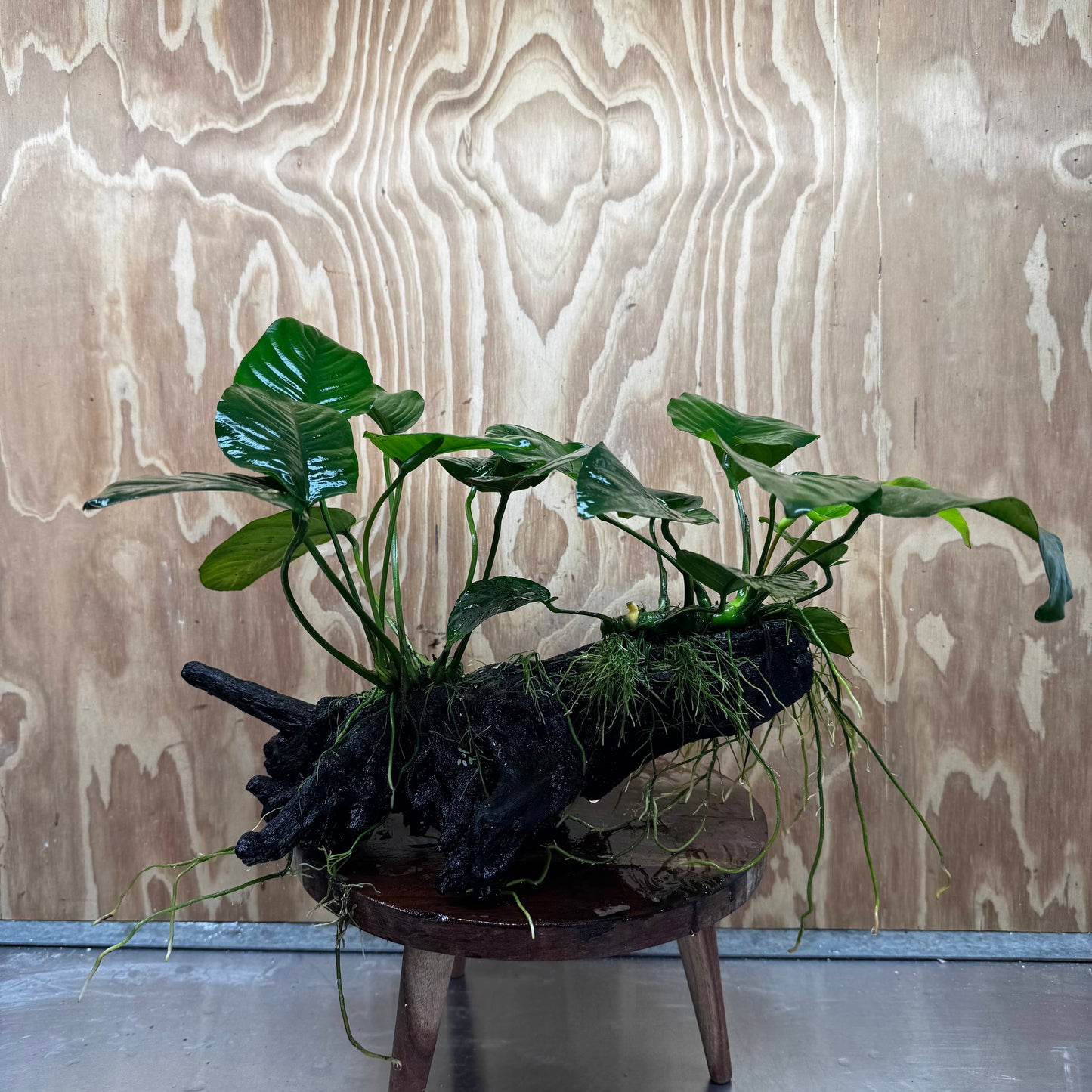 Scapeshop.com.au One Only Double Anubias - Jenny and Barteri on Large Driftwood - One Only - Dramatic Double Anubias - Jenny and Barteri on Large Driftwood - One Only - Dramatic