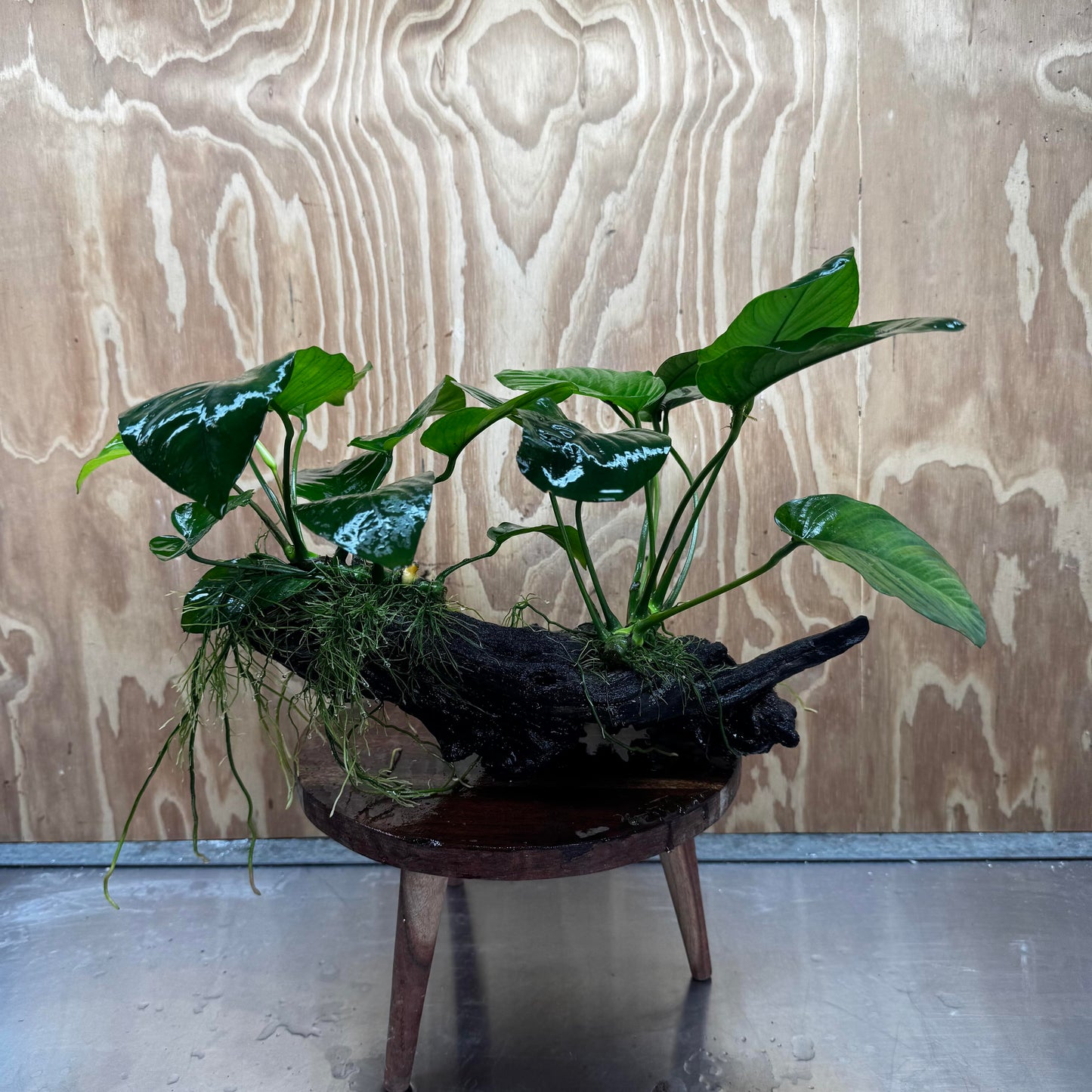 Scapeshop.com.au One Only Double Anubias - Jenny and Barteri on Large Driftwood - One Only - Dramatic Double Anubias - Jenny and Barteri on Large Driftwood - One Only - Dramatic