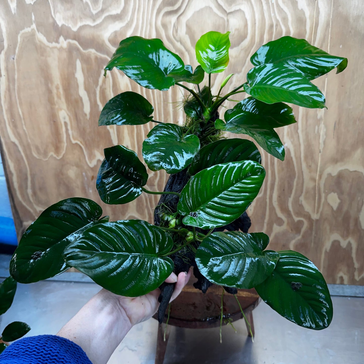 Scapeshop.com.au One Only Double Anubias - Jenny and Barteri on Large Driftwood - One Only - Dramatic Double Anubias - Jenny and Barteri on Large Driftwood - One Only - Dramatic