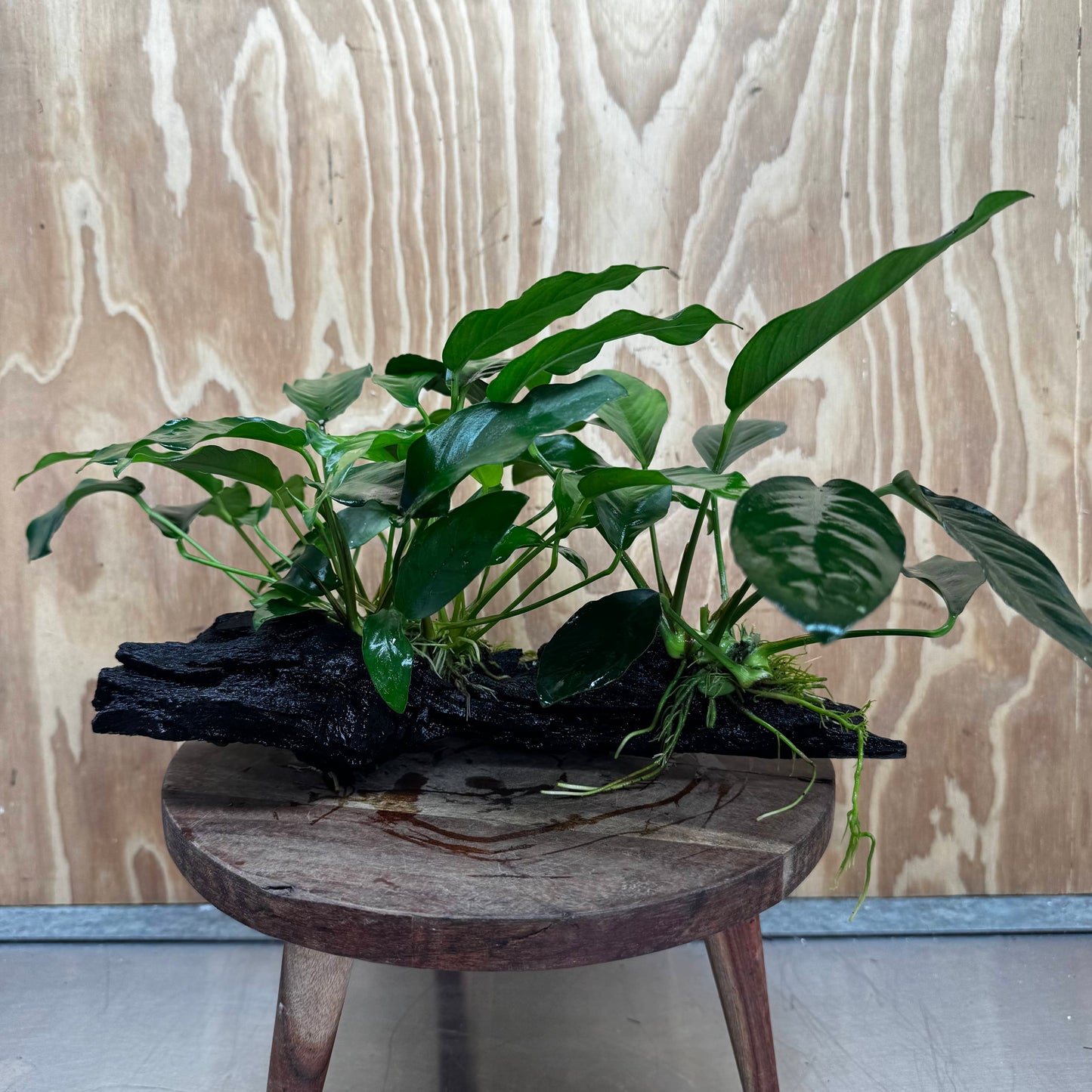 Scapeshop.com.au One Only Double Anubias - Lucy and Petite Emerald Heart on Large Driftwood - One Only - Elegant Double Anubias - Lucy and Petite Emerald Heart on Large Driftwood - One Only - Elegant