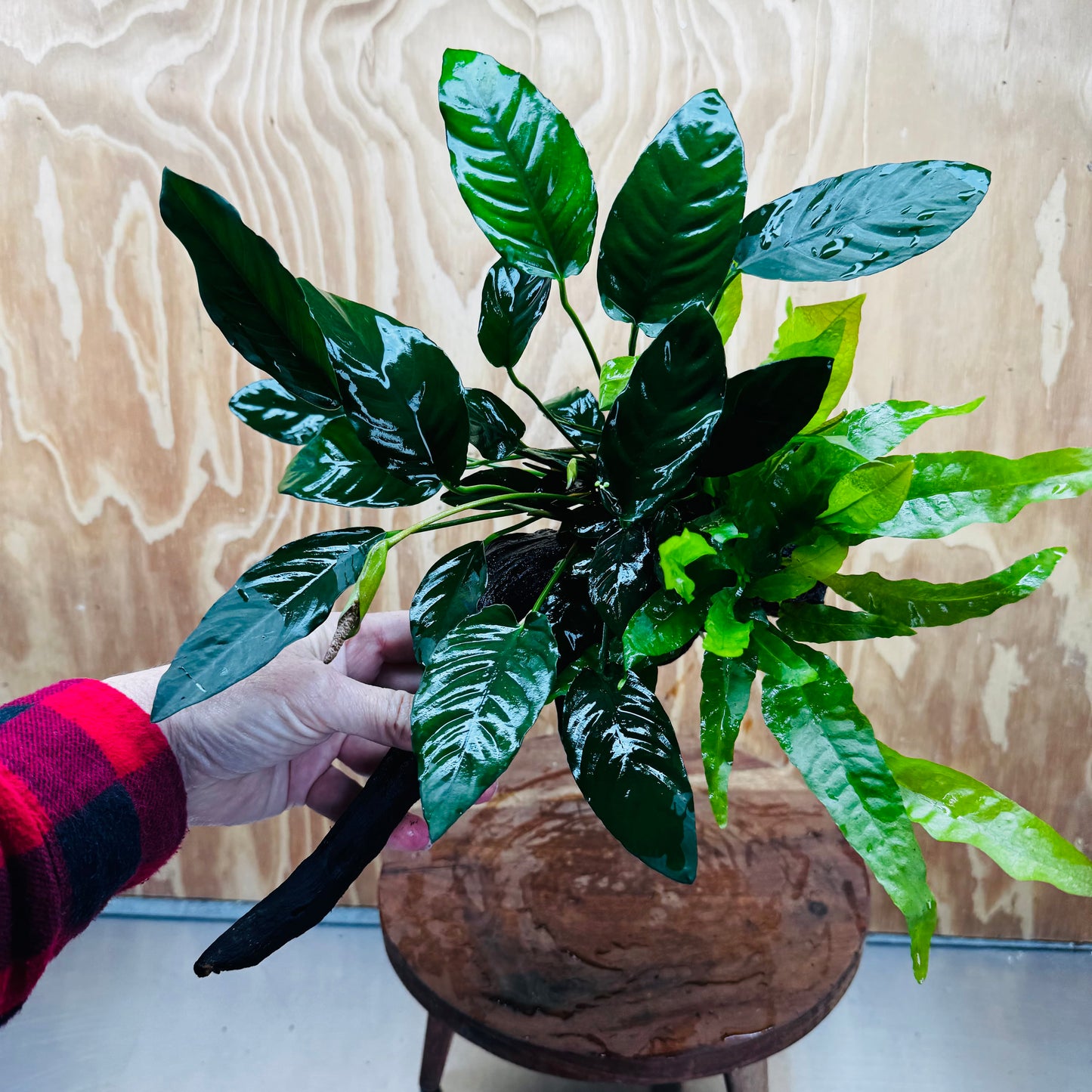 Scapeshop.com.au One Only Double Anubias - Paco and Lucy Plus Microsorum 'Indo'(Java Fern) Driftwood Creation - One Only - Flamboyant Double Anubias - Paco and Lucy Plus Microsorum 'Indo'(Java Fern) Driftwood Creation - One Only - Flamboyant