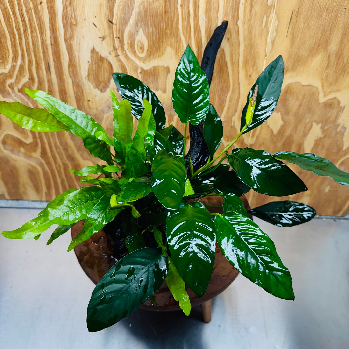 Scapeshop.com.au One Only Double Anubias - Paco and Lucy Plus Microsorum 'Indo'(Java Fern) Driftwood Creation - One Only - Flamboyant Double Anubias - Paco and Lucy Plus Microsorum 'Indo'(Java Fern) Driftwood Creation - One Only - Flamboyant