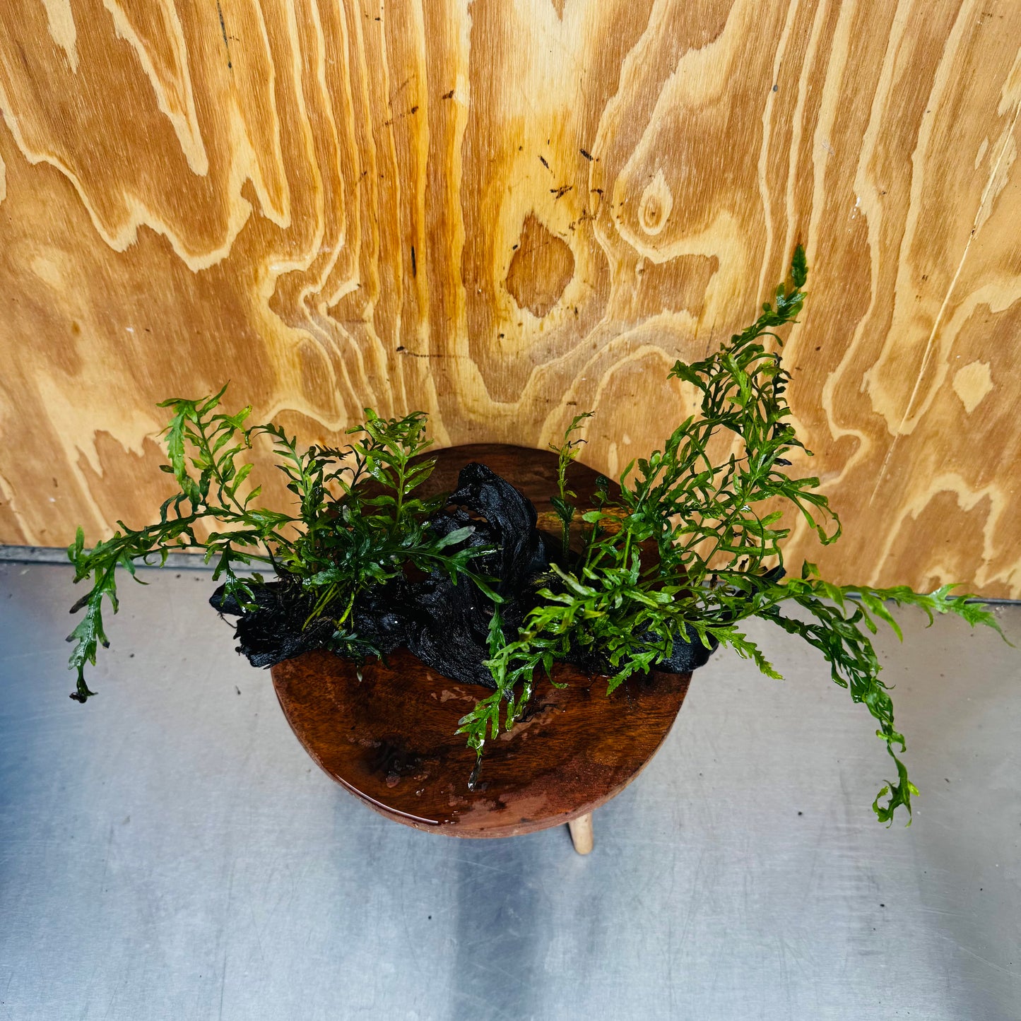 Scapeshop.com.au One Only Double Bolbitis Driftwood Creation - One Only - Landscape Buy Double Bolbitis Driftwood Creation - One Only - Aquarium Plants Australia
