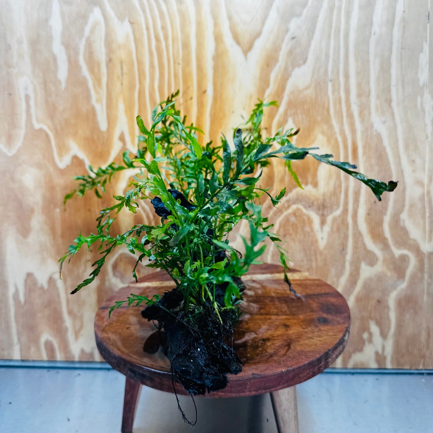 Scapeshop.com.au One Only Double Bolbitis Driftwood Creation - One Only - Landscape Buy Double Bolbitis Driftwood Creation - One Only - Aquarium Plants Australia
