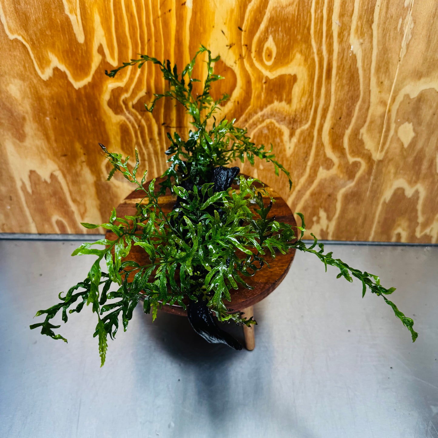 Scapeshop.com.au One Only Double Bolbitis Driftwood Creation - One Only - Landscape Buy Double Bolbitis Driftwood Creation - One Only - Aquarium Plants Australia