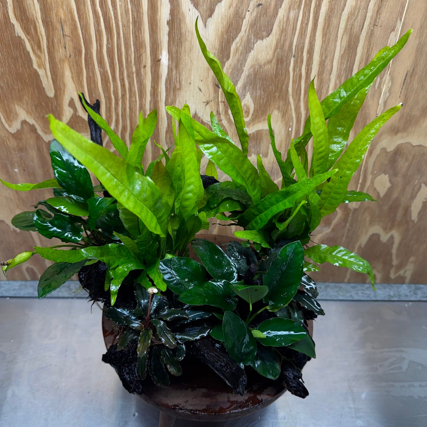 Scapeshop.com.au One Only Double Buce & Double Indo Microsorum (Java Fern) plus Anubias Lucy & Paco Driftwood Creation - One Only Double Buce & Double Indo Microsorum (Java Fern) plus Anubias Lucy & Paco Driftwood Creation - One Only