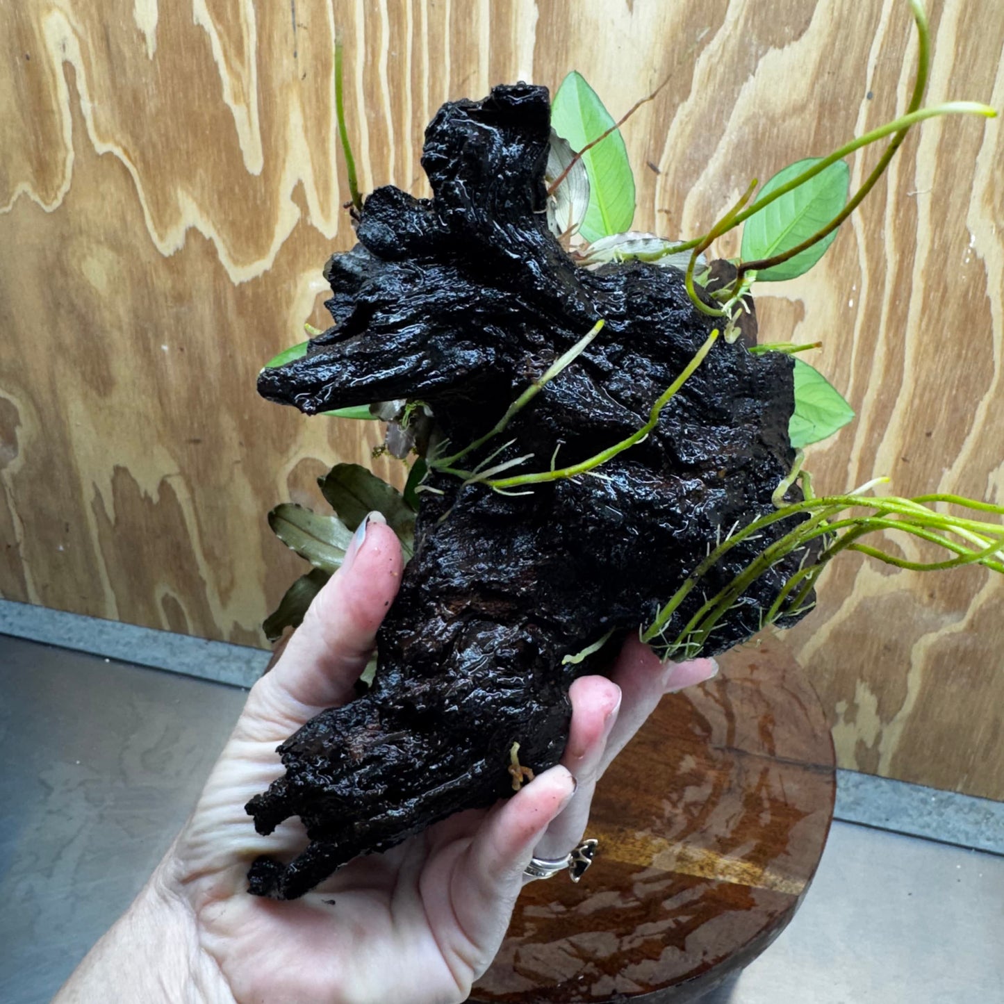Scapeshop.com.au One Only Double Bucephalandra and Anubias Lucy Planted Driftwood - ONE ONLY - Bright Double Bucephalandra and Anubias Lucy Planted Driftwood - ONE ONLY - Bright