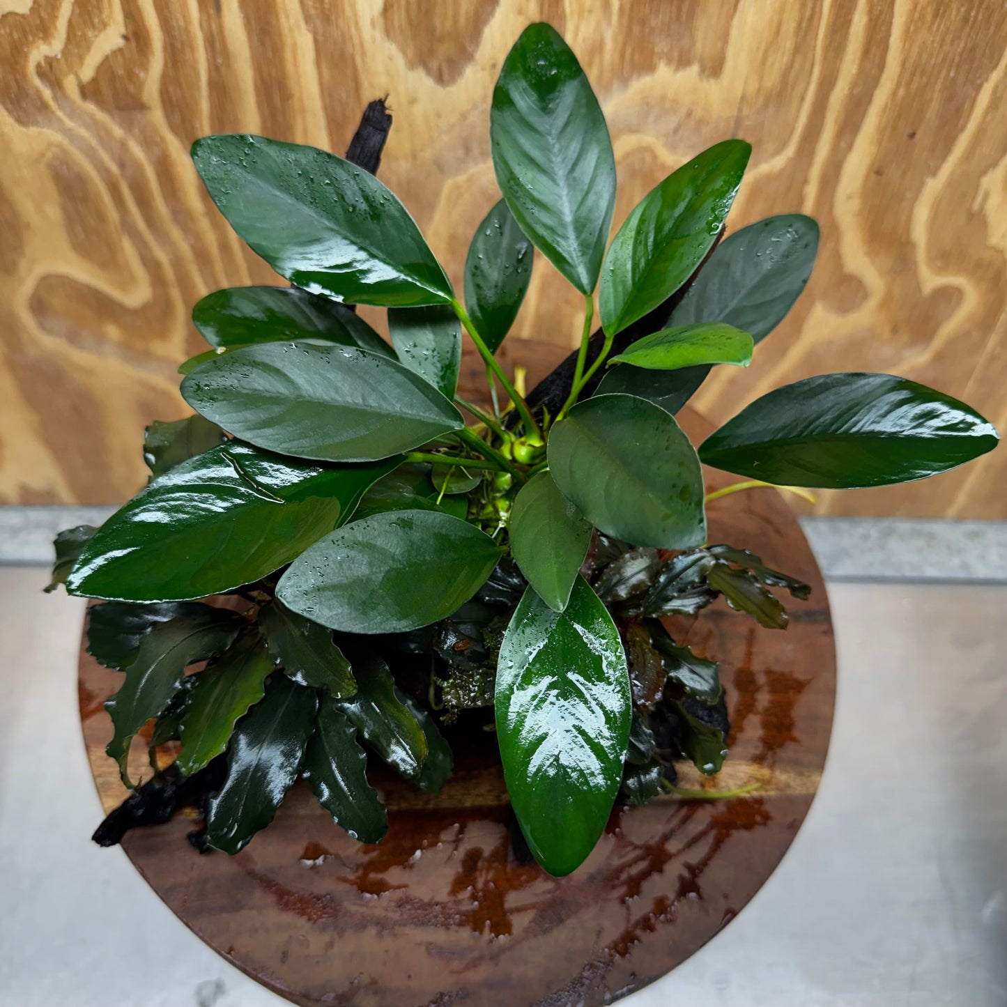 Scapeshop.com.au One Only Double Bucephalandra and Anubias Lucy Planted Driftwood - ONE ONLY - Bright Double Bucephalandra and Anubias Lucy Planted Driftwood - ONE ONLY - Bright