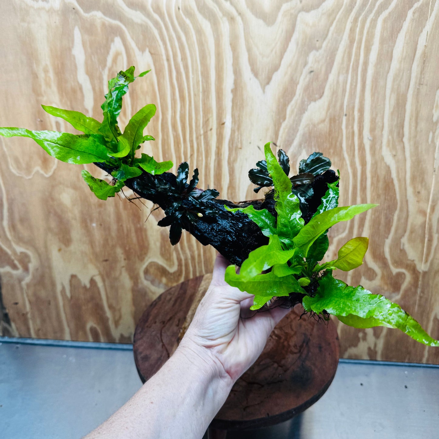 Scapeshop.com.au One Only Double Bucephalandra and Double 'Indo'(Java Fern) Driftwood Creation - One Only Double Bucephalandra and Double 'Indo'(Java Fern) Driftwood Creation - One Only