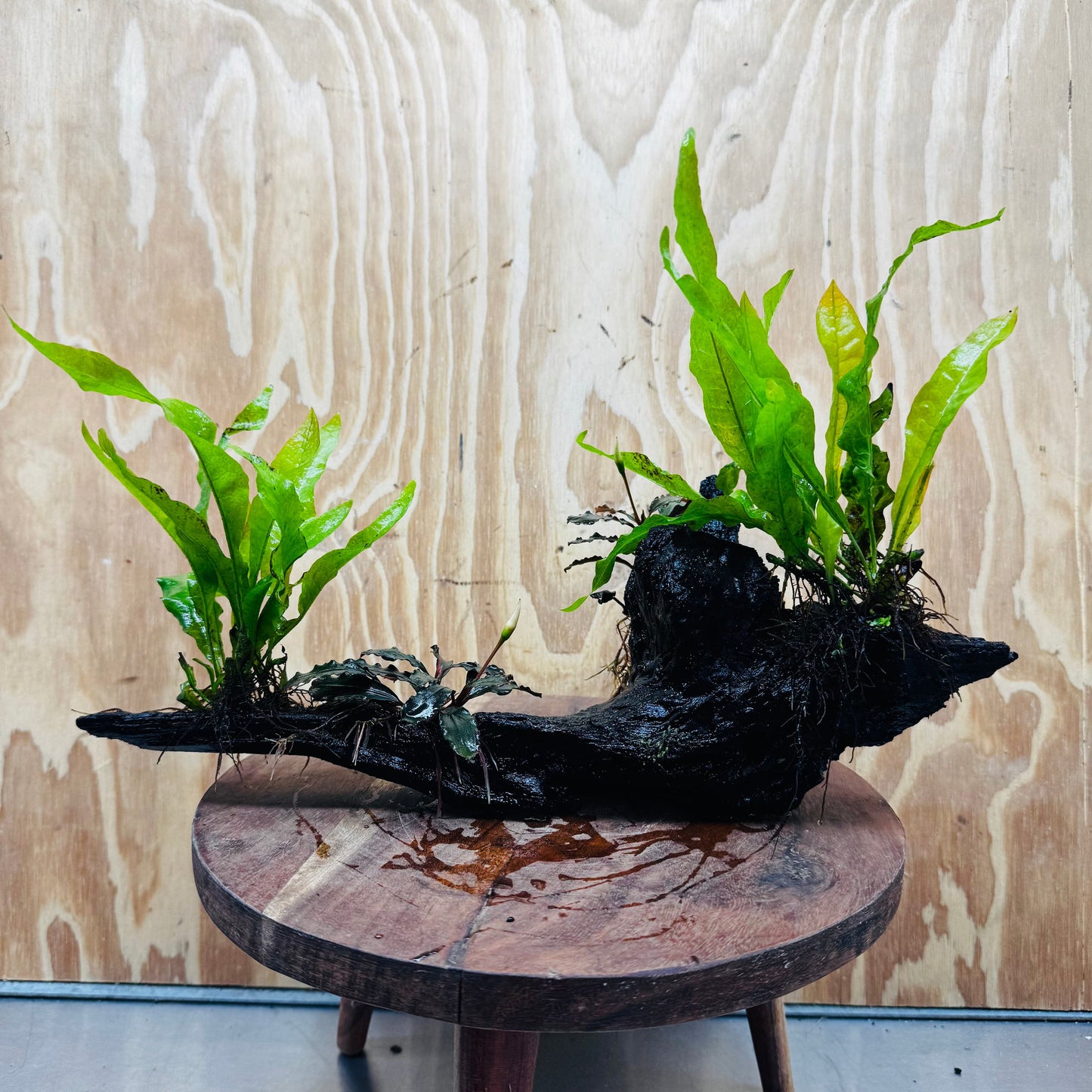 Scapeshop.com.au One Only Double Bucephalandra and Double 'Indo'(Java Fern) Driftwood Creation - One Only Double Bucephalandra and Double 'Indo'(Java Fern) Driftwood Creation - One Only