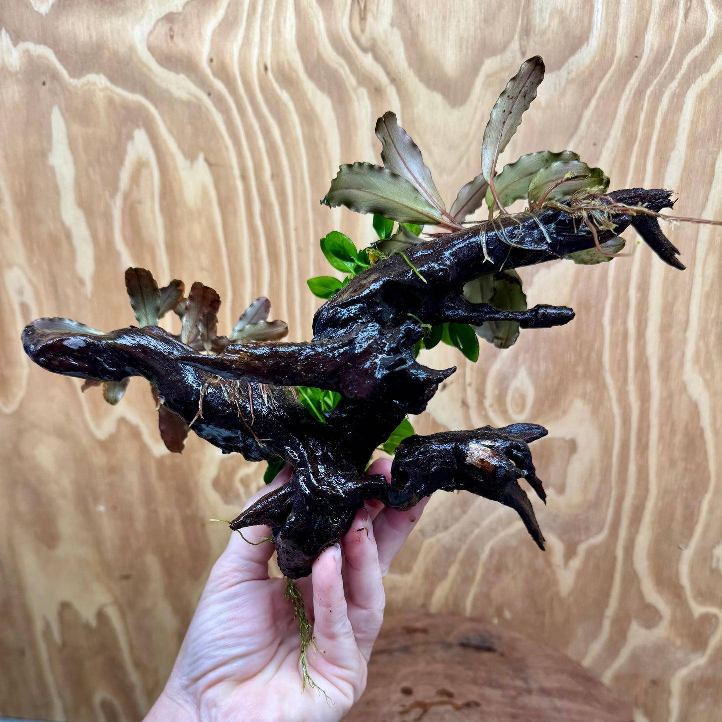 Scapeshop.com.au One Only Double Bucephalandra & Double Petite Nana Anubias Driftwood (4 Plants) - ONE ONLY - Spectacular Double Bucephalandra & Double Petite Nana Anubias Driftwood (4 Plants) - ONE ONLY - Spectacular