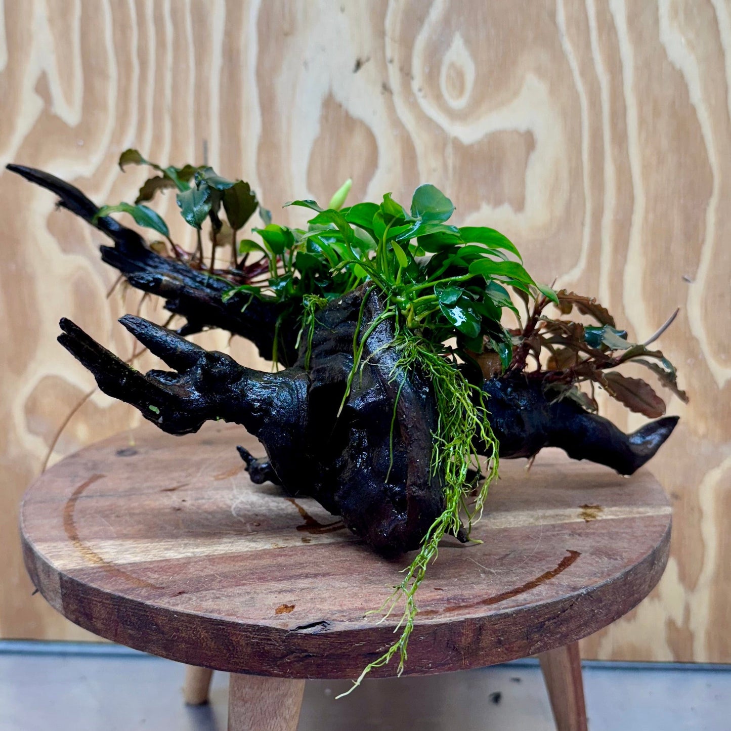 Scapeshop.com.au One Only Double Bucephalandra & Double Petite Nana Anubias Driftwood (4 Plants) - ONE ONLY - Spectacular Double Bucephalandra & Double Petite Nana Anubias Driftwood (4 Plants) - ONE ONLY - Spectacular