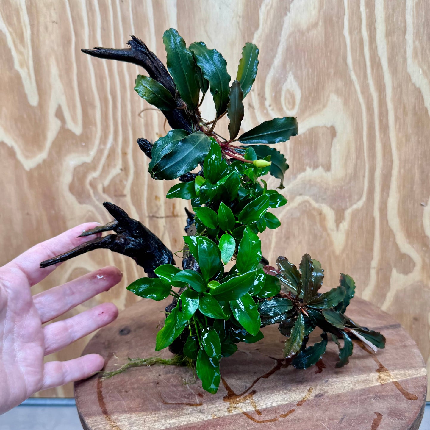 Scapeshop.com.au One Only Double Bucephalandra & Double Petite Nana Anubias Driftwood (4 Plants) - ONE ONLY - Spectacular Double Bucephalandra & Double Petite Nana Anubias Driftwood (4 Plants) - ONE ONLY - Spectacular