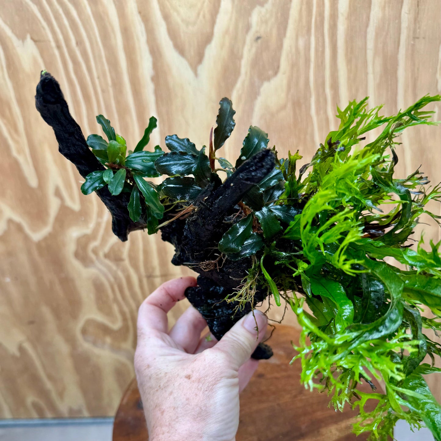 Scapeshop.com.au One Only Double Bucephalandra & Microsorum 'Crested' and 'Indo'(Java Fern) Driftwood Creation - One Only Double Bucephalandra & Microsorum 'Crested' and 'Indo'(Java Fern) Driftwood Creation - One Only