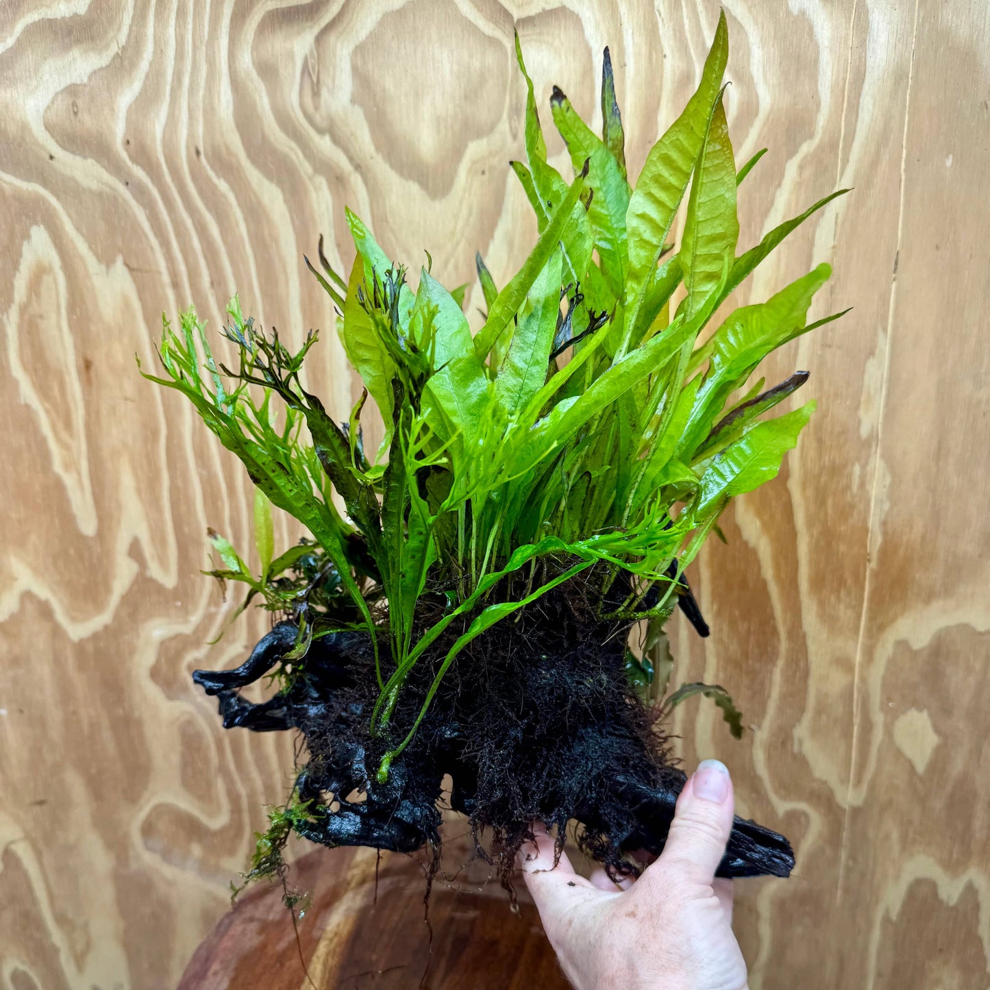 Scapeshop.com.au One Only Double Bucephalandra & Microsorum 'Crested' and 'Indo'(Java Fern) Driftwood Creation - One Only Double Bucephalandra & Microsorum 'Crested' and 'Indo'(Java Fern) Driftwood Creation - One Only