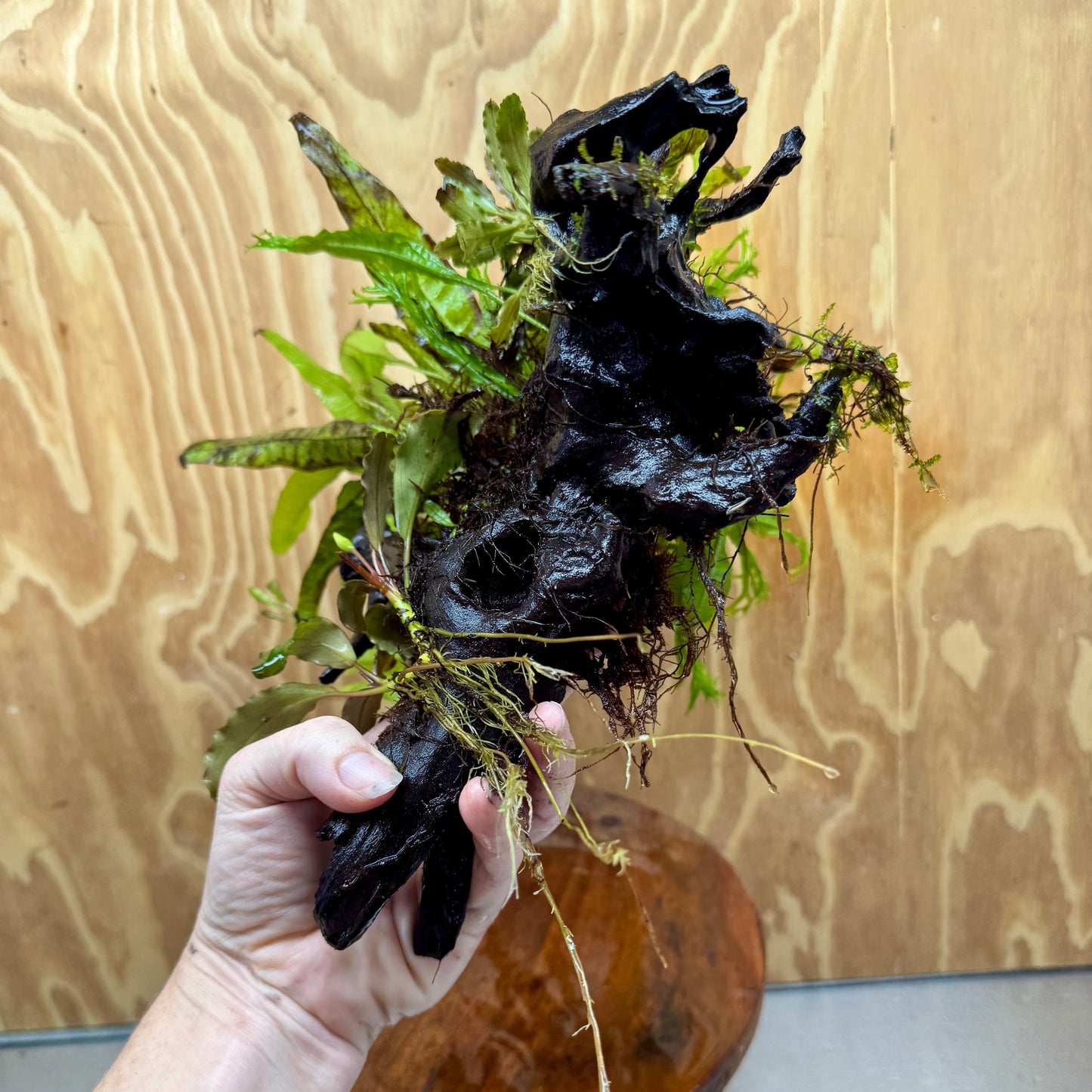 Scapeshop.com.au One Only Double Bucephalandra & Microsorum 'Crested' and 'Indo'(Java Fern) Driftwood Creation - One Only Double Bucephalandra & Microsorum 'Crested' and 'Indo'(Java Fern) Driftwood Creation - One Only