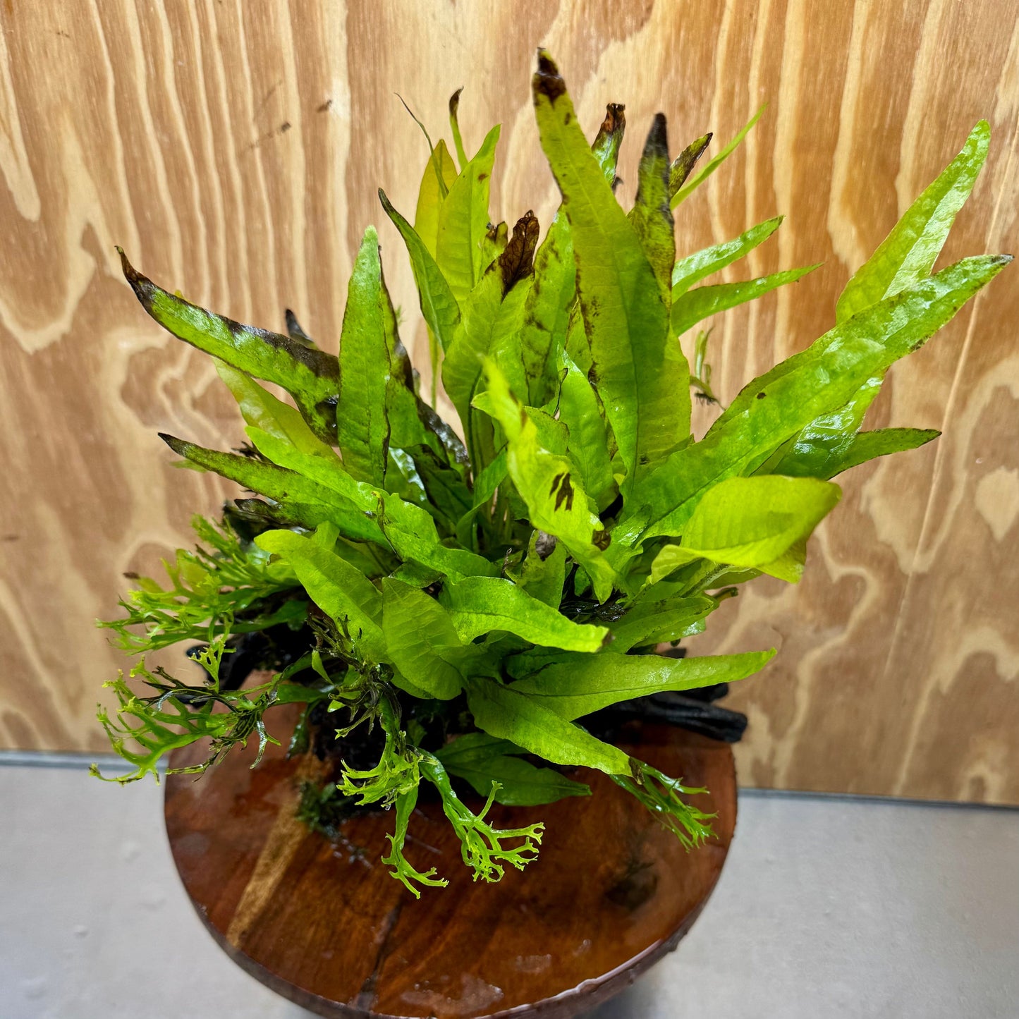 Scapeshop.com.au One Only Double Bucephalandra & Microsorum 'Crested' and 'Indo'(Java Fern) Driftwood Creation - One Only Double Bucephalandra & Microsorum 'Crested' and 'Indo'(Java Fern) Driftwood Creation - One Only
