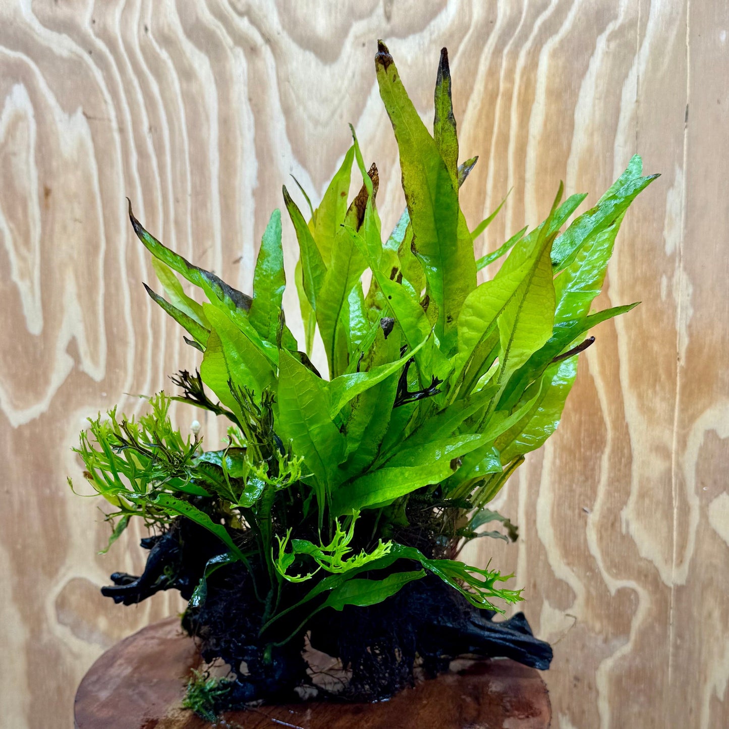 Scapeshop.com.au One Only Double Bucephalandra & Microsorum 'Crested' and 'Indo'(Java Fern) Driftwood Creation - One Only Double Bucephalandra & Microsorum 'Crested' and 'Indo'(Java Fern) Driftwood Creation - One Only