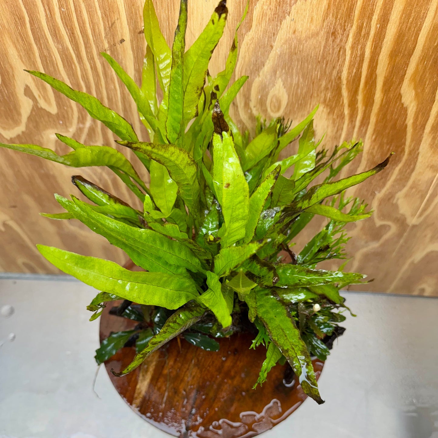 Scapeshop.com.au One Only Double Bucephalandra & Microsorum 'Crested' and 'Indo'(Java Fern) Driftwood Creation - One Only Double Bucephalandra & Microsorum 'Crested' and 'Indo'(Java Fern) Driftwood Creation - One Only