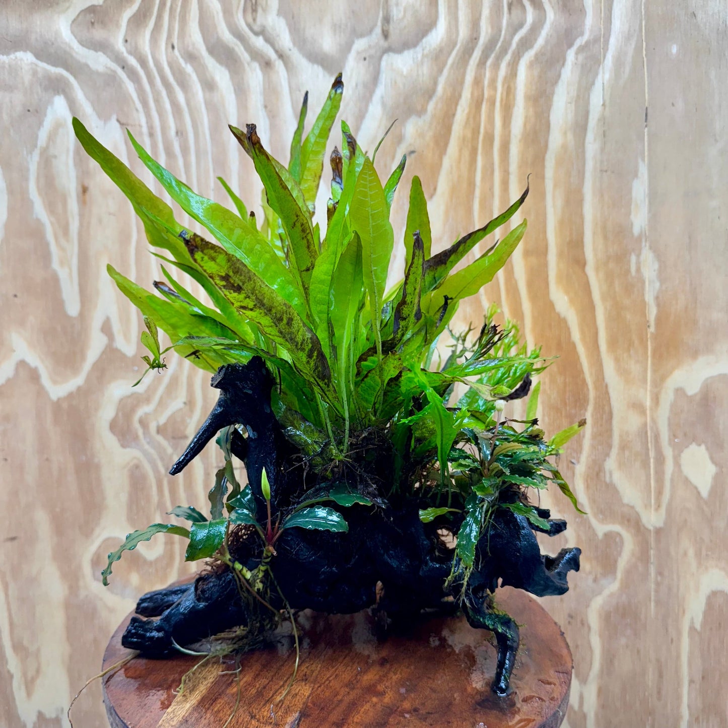 Scapeshop.com.au One Only Double Bucephalandra & Microsorum 'Crested' and 'Indo'(Java Fern) Driftwood Creation - One Only Double Bucephalandra & Microsorum 'Crested' and 'Indo'(Java Fern) Driftwood Creation - One Only