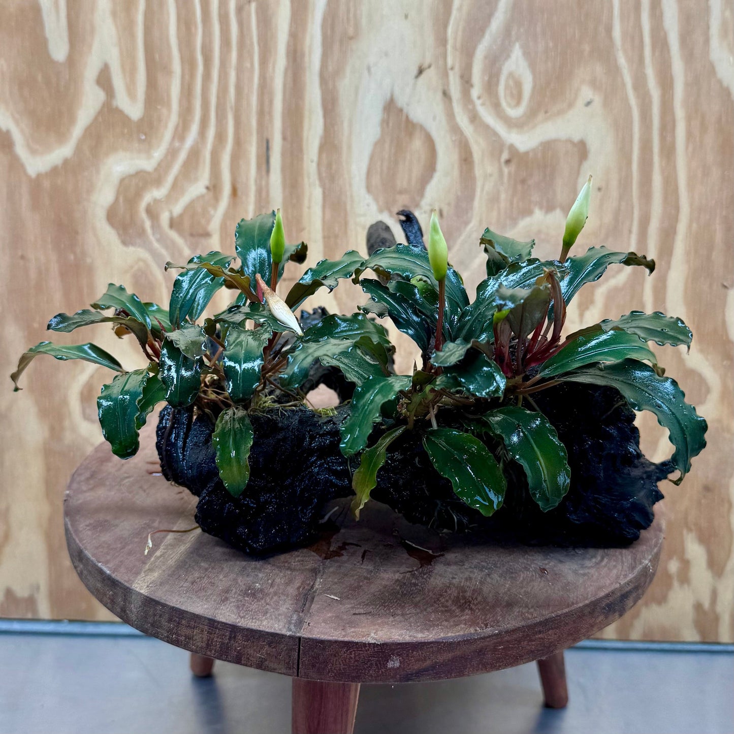 Scapeshop.com.au One Only Double Bucephalandra on Large Driftwood - ONE ONLY - Amazing Double Bucephalandra on Large Driftwood - ONE ONLY - Amazing