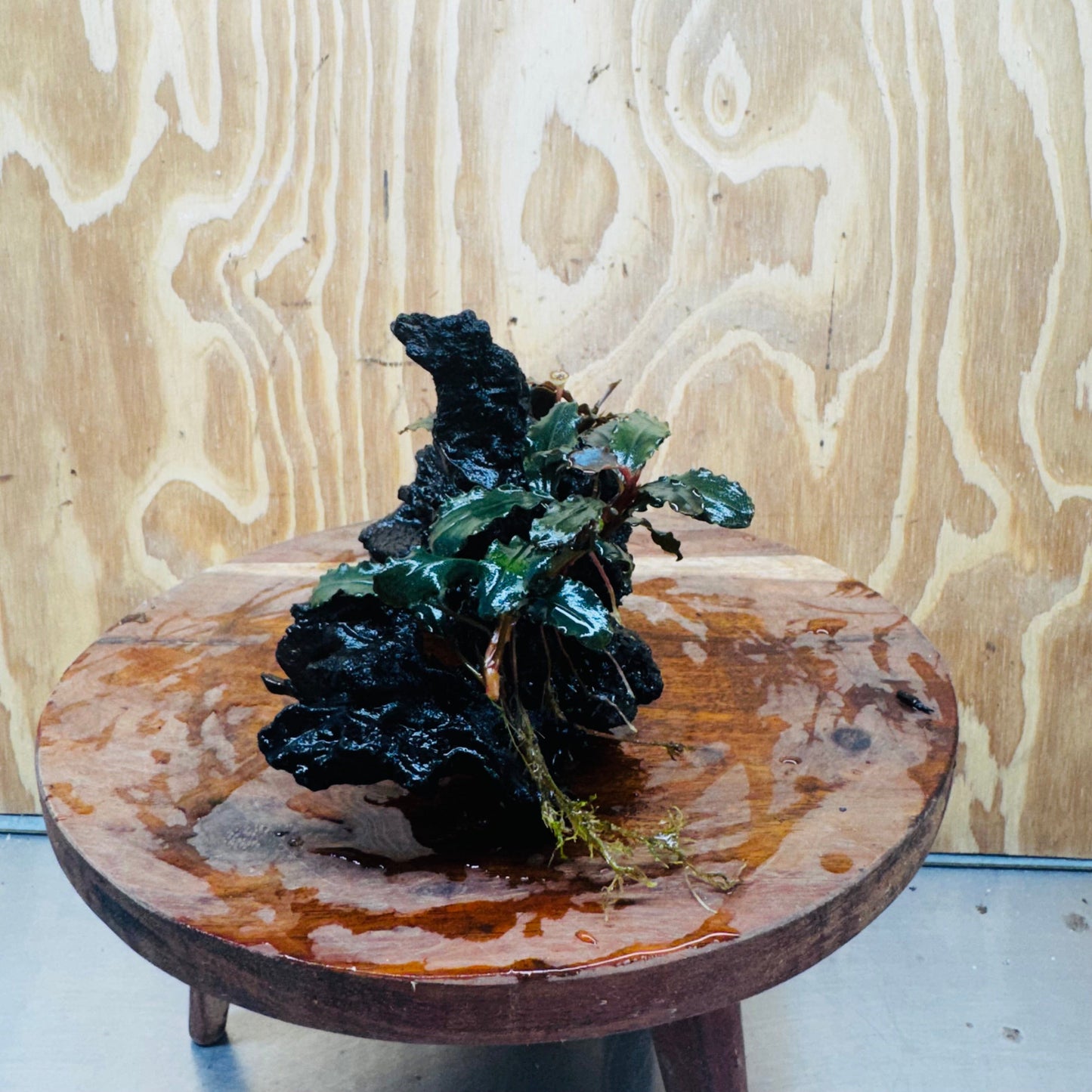 Scapeshop.com.au One Only Double Bucephalandra on Large Driftwood - ONE ONLY - Amazing Double Bucephalandra on Large Driftwood - ONE ONLY - Amazing