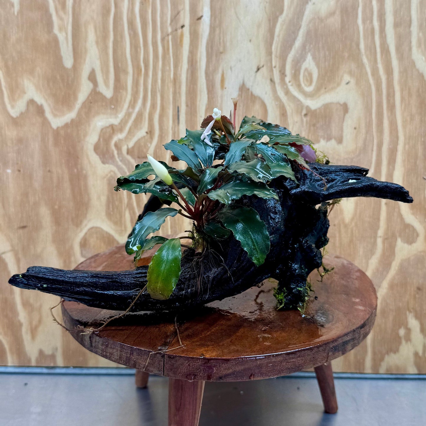 Scapeshop.com.au One Only Double Bucephalandra on Large Driftwood - ONE ONLY - Elegant Double Bucephalandra on Large Driftwood - ONE ONLY - Elegant