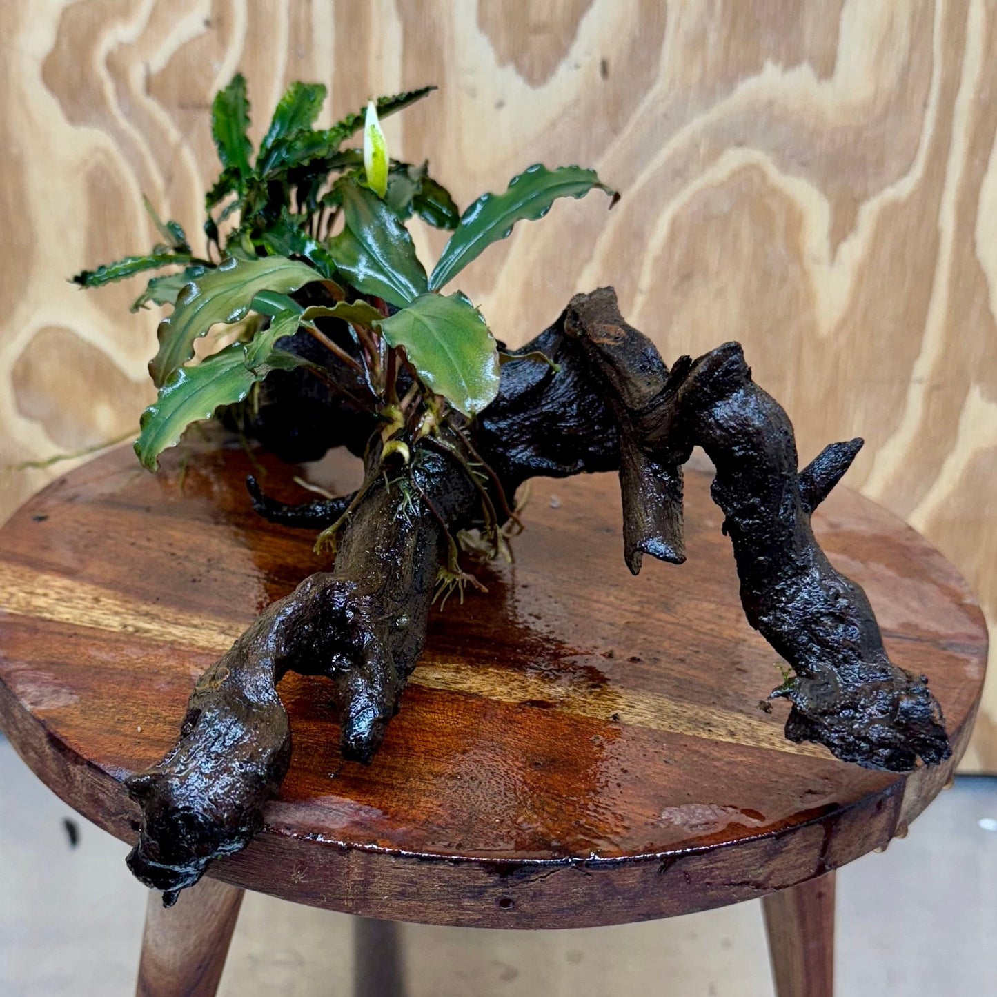 Scapeshop.com.au One Only Double Bucephalandra on Large Driftwood - ONE ONLY - Eye-catching Double Bucephalandra on Large Driftwood - ONE ONLY - Eye-catching