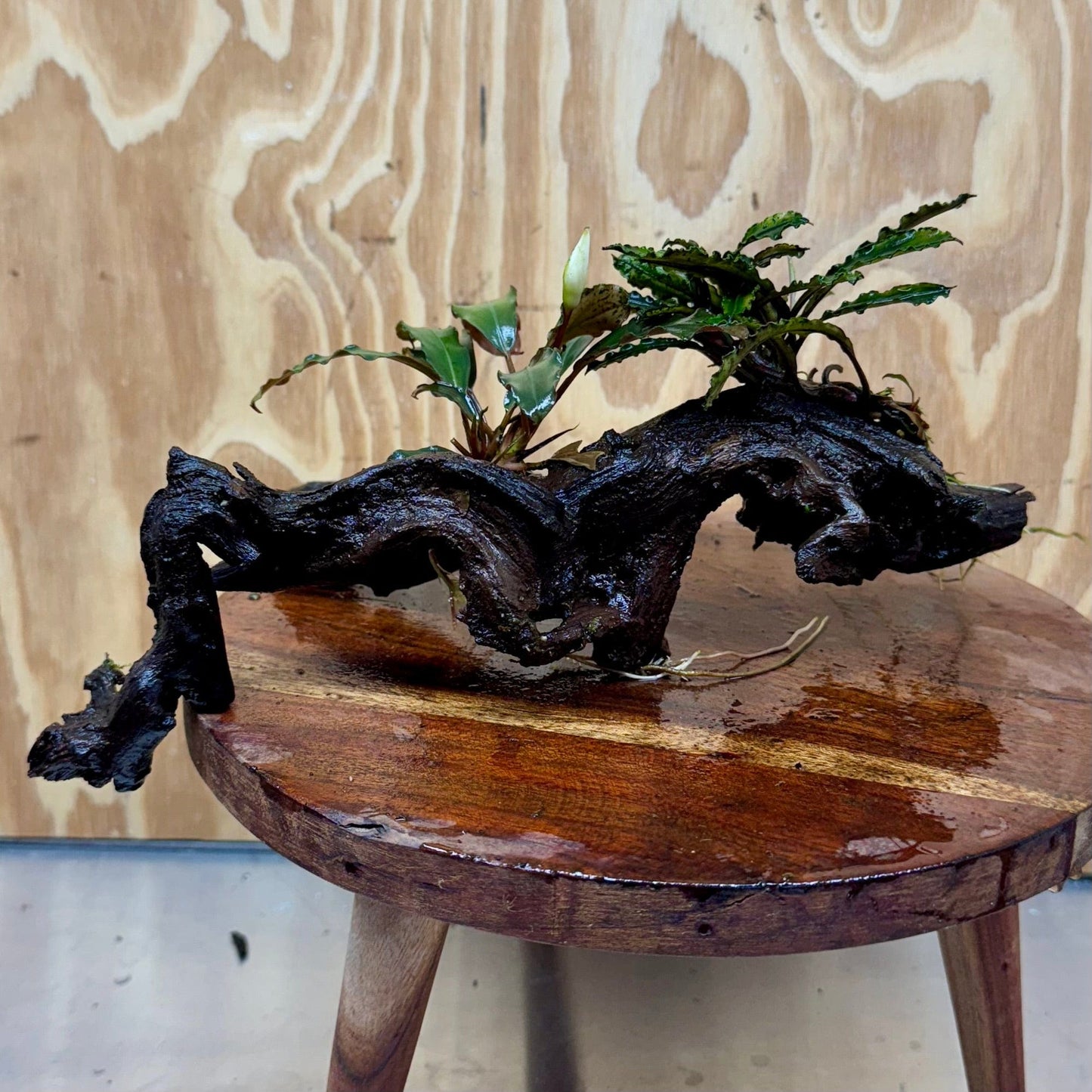 Scapeshop.com.au One Only Double Bucephalandra on Large Driftwood - ONE ONLY - Eye-catching Double Bucephalandra on Large Driftwood - ONE ONLY - Eye-catching