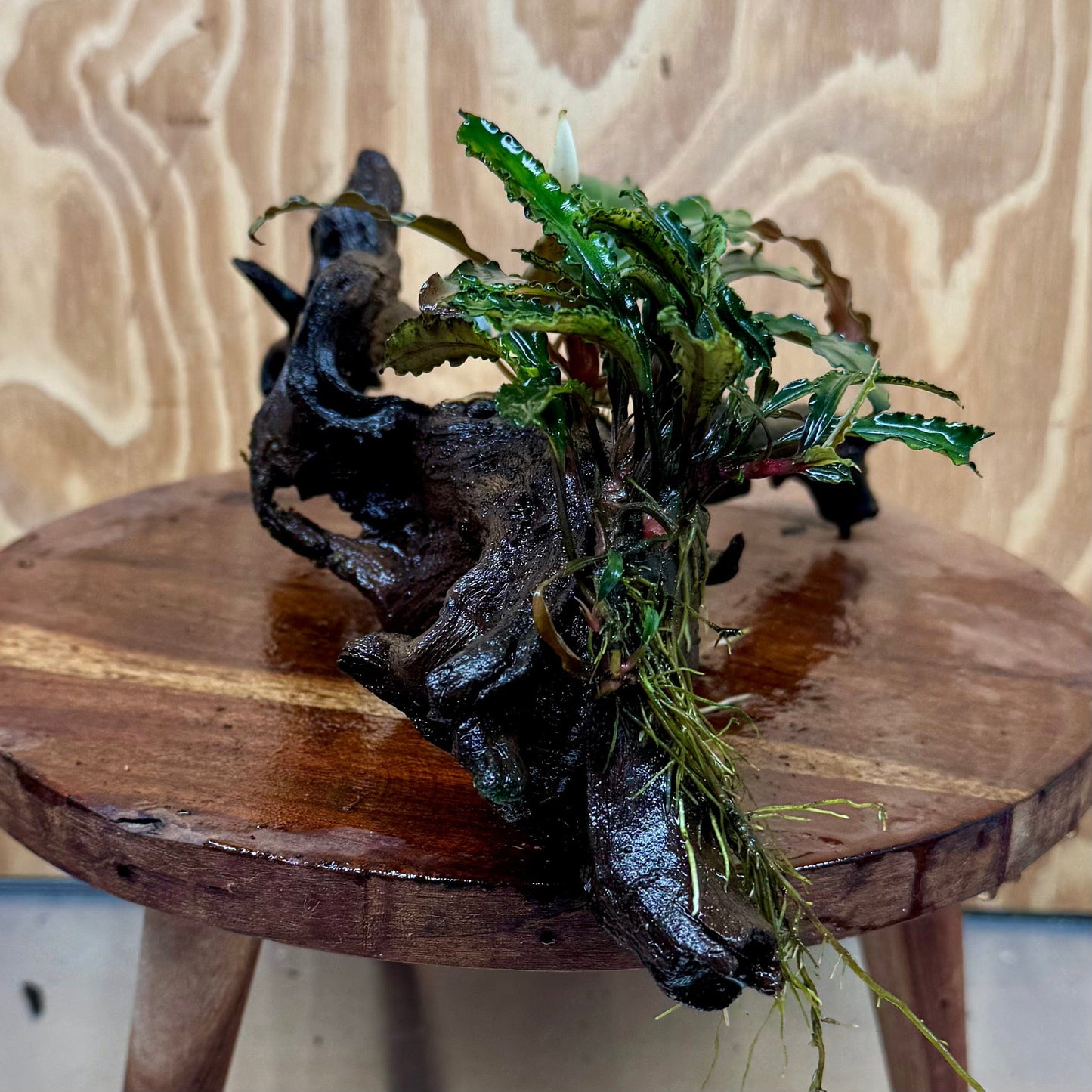 Scapeshop.com.au One Only Double Bucephalandra on Large Driftwood - ONE ONLY - Eye-catching Double Bucephalandra on Large Driftwood - ONE ONLY - Eye-catching