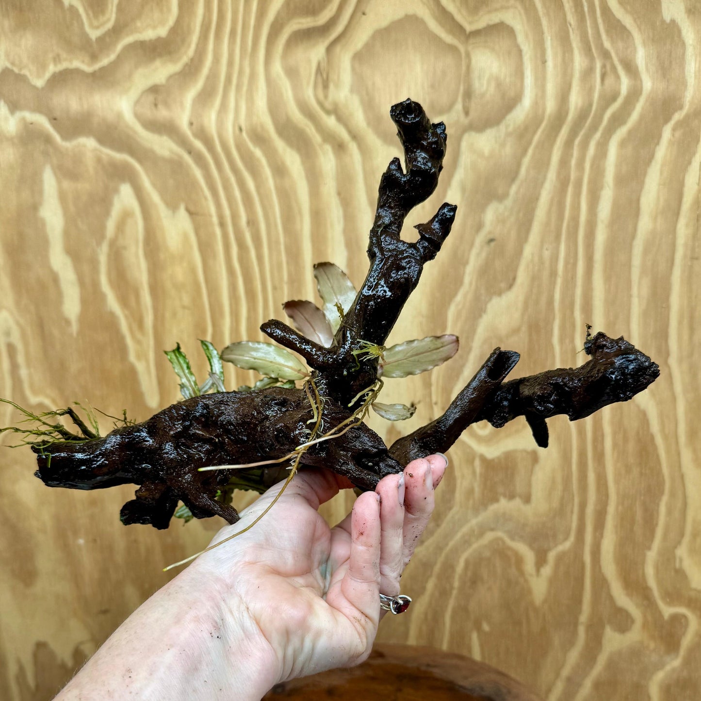 Scapeshop.com.au One Only Double Bucephalandra on Large Driftwood - ONE ONLY - Eye-catching Double Bucephalandra on Large Driftwood - ONE ONLY - Eye-catching