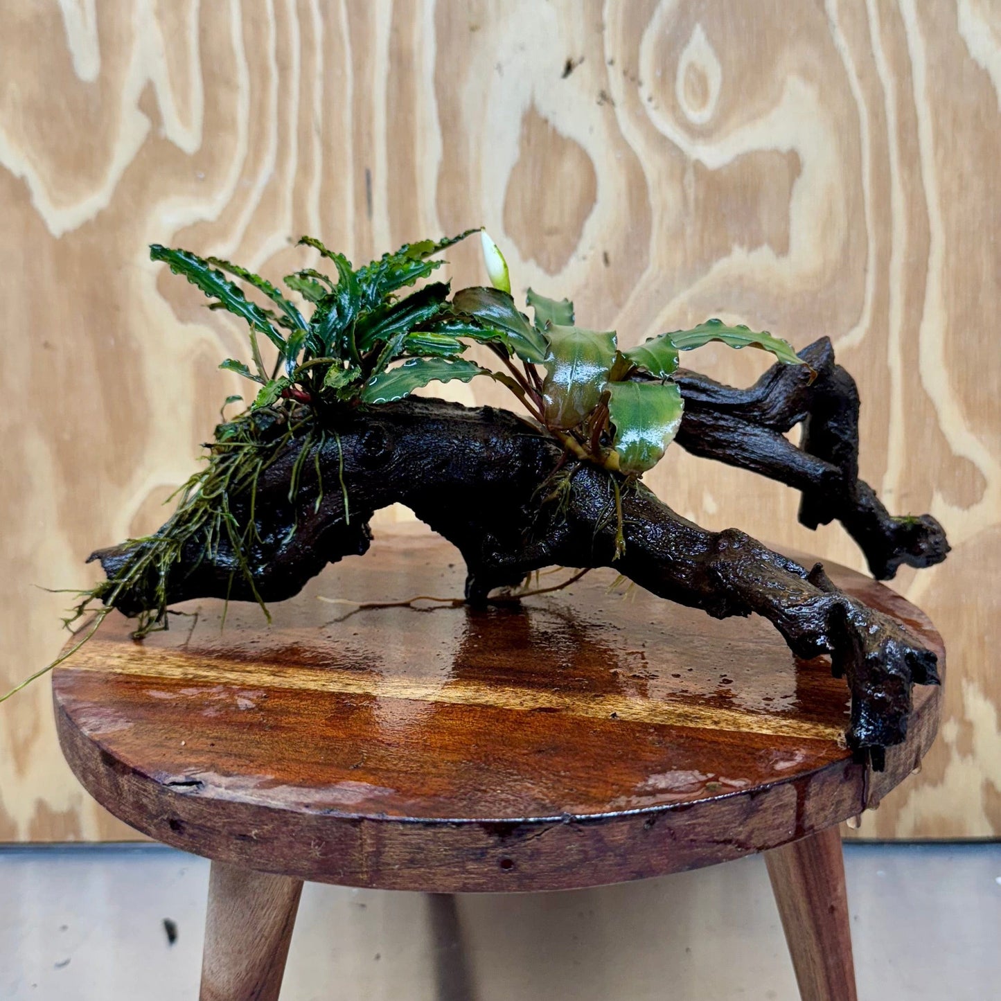 Scapeshop.com.au One Only Double Bucephalandra on Large Driftwood - ONE ONLY - Eye-catching Double Bucephalandra on Large Driftwood - ONE ONLY - Eye-catching