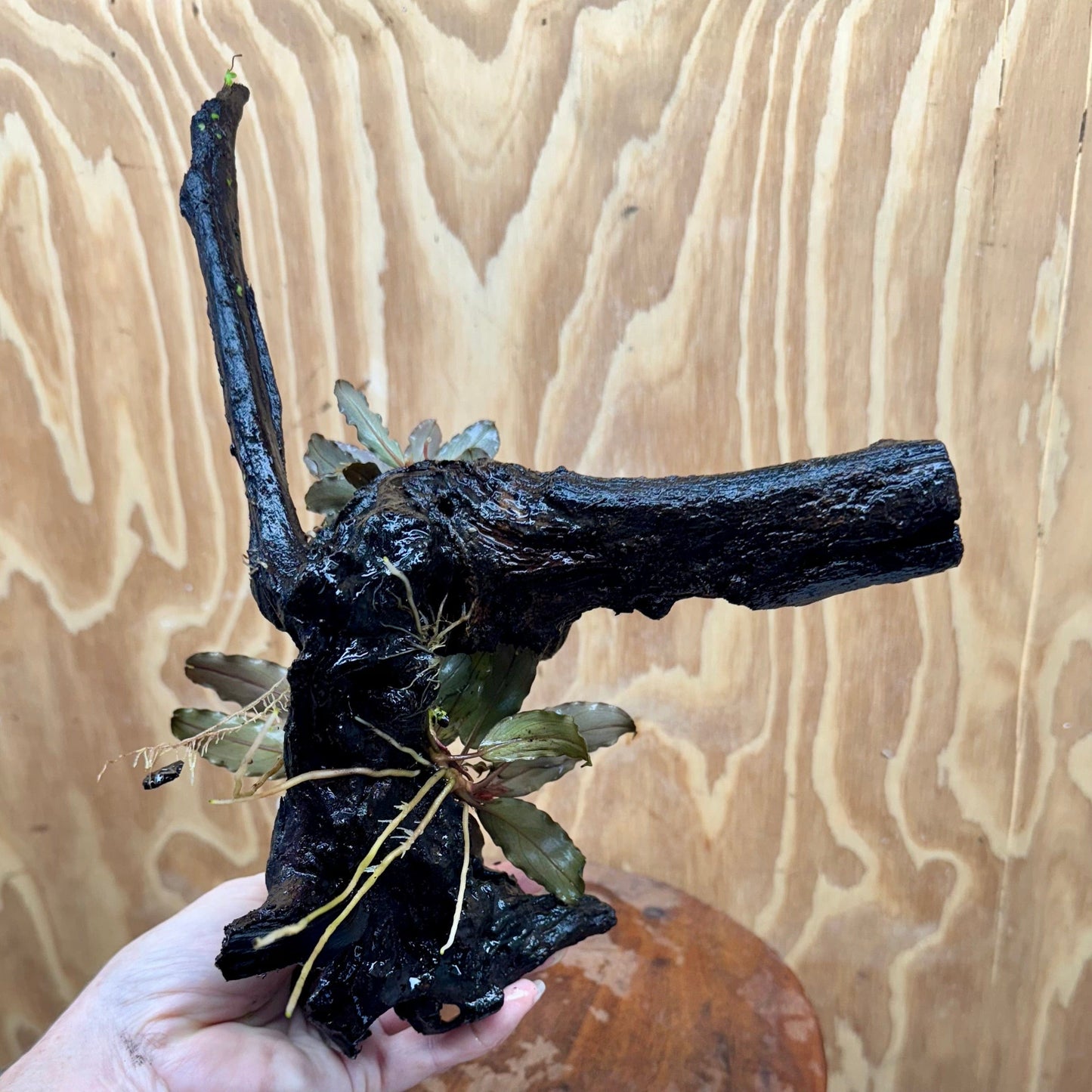 Scapeshop.com.au One Only Double Bucephalandra on Large Driftwood - ONE ONLY - Eye-catching Double Bucephalandra on Large Driftwood - ONE ONLY - Eye-catching