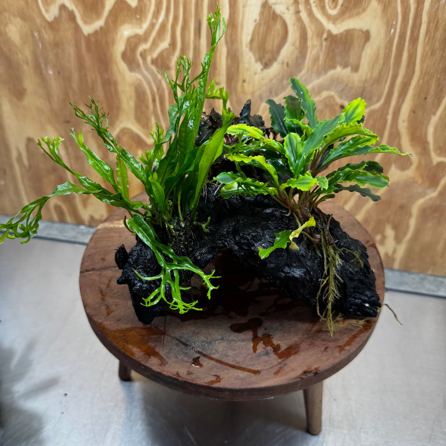 Scapeshop.com.au One Only Double Bucephalandra plus Crested Microsorum (Java Fern) Driftwood Creation - One Only - Jungle Double Bucephalandra plus Crested Microsorum (Java Fern) Driftwood Creation - One Only - Jungle