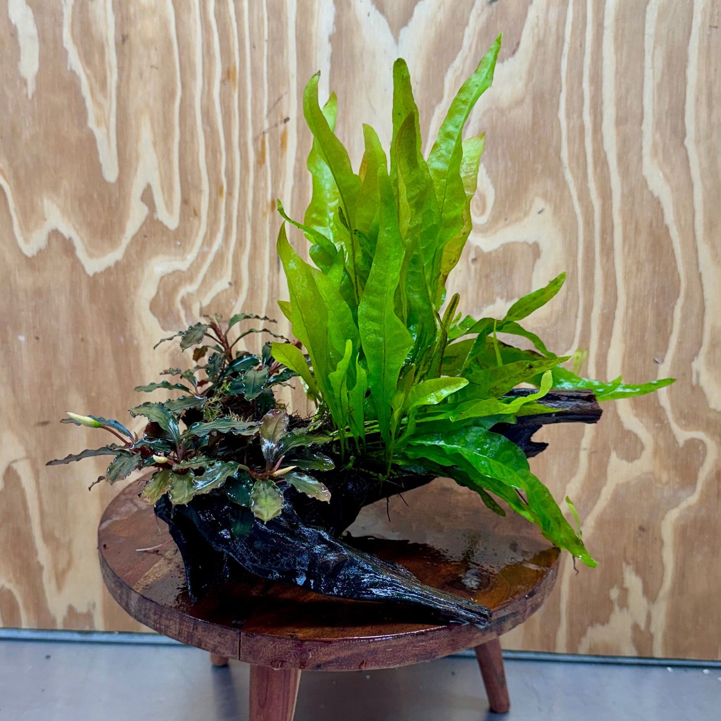 Scapeshop.com.au One Only Double Bucephalandra plus Indo Microsorum (Java Fern) Driftwood Creation - One Only - Jungle Double Bucephalandra plus Indo Microsorum (Java Fern) Driftwood Creation - One Only - Jungle