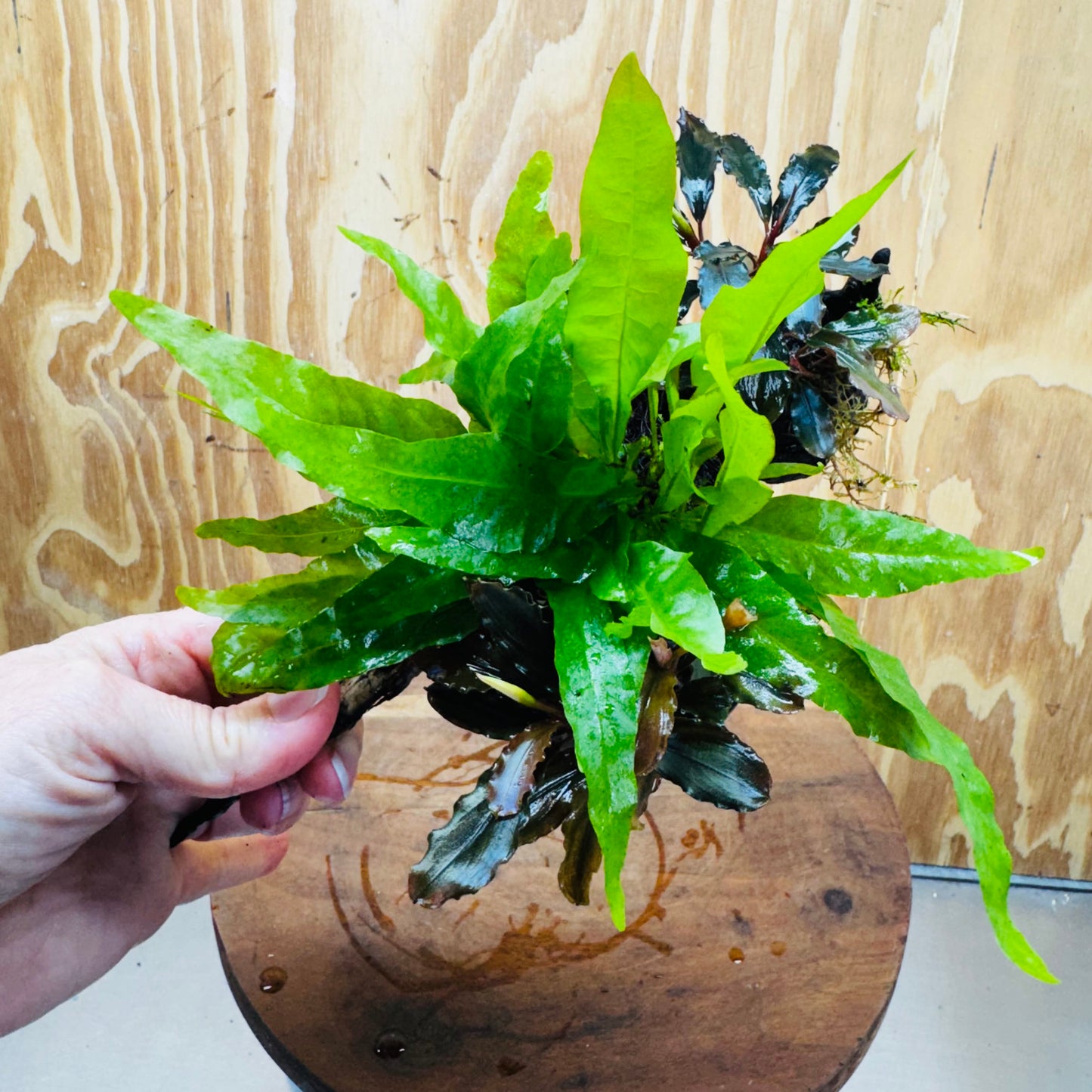 Scapeshop.com.au One Only Double Bucephalandra plus Indo Microsorum (Java Fern) Driftwood Creation - One Only - Jungle Double Bucephalandra plus Indo Microsorum (Java Fern) Driftwood Creation - One Only - Jungle