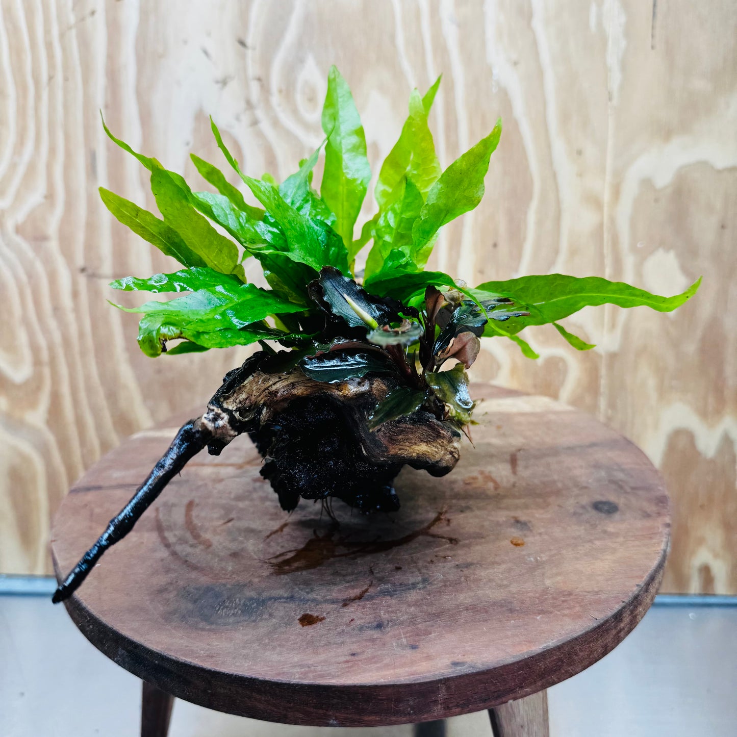Scapeshop.com.au One Only Double Bucephalandra plus Indo Microsorum (Java Fern) Driftwood Creation - One Only - Jungle Double Bucephalandra plus Indo Microsorum (Java Fern) Driftwood Creation - One Only - Jungle