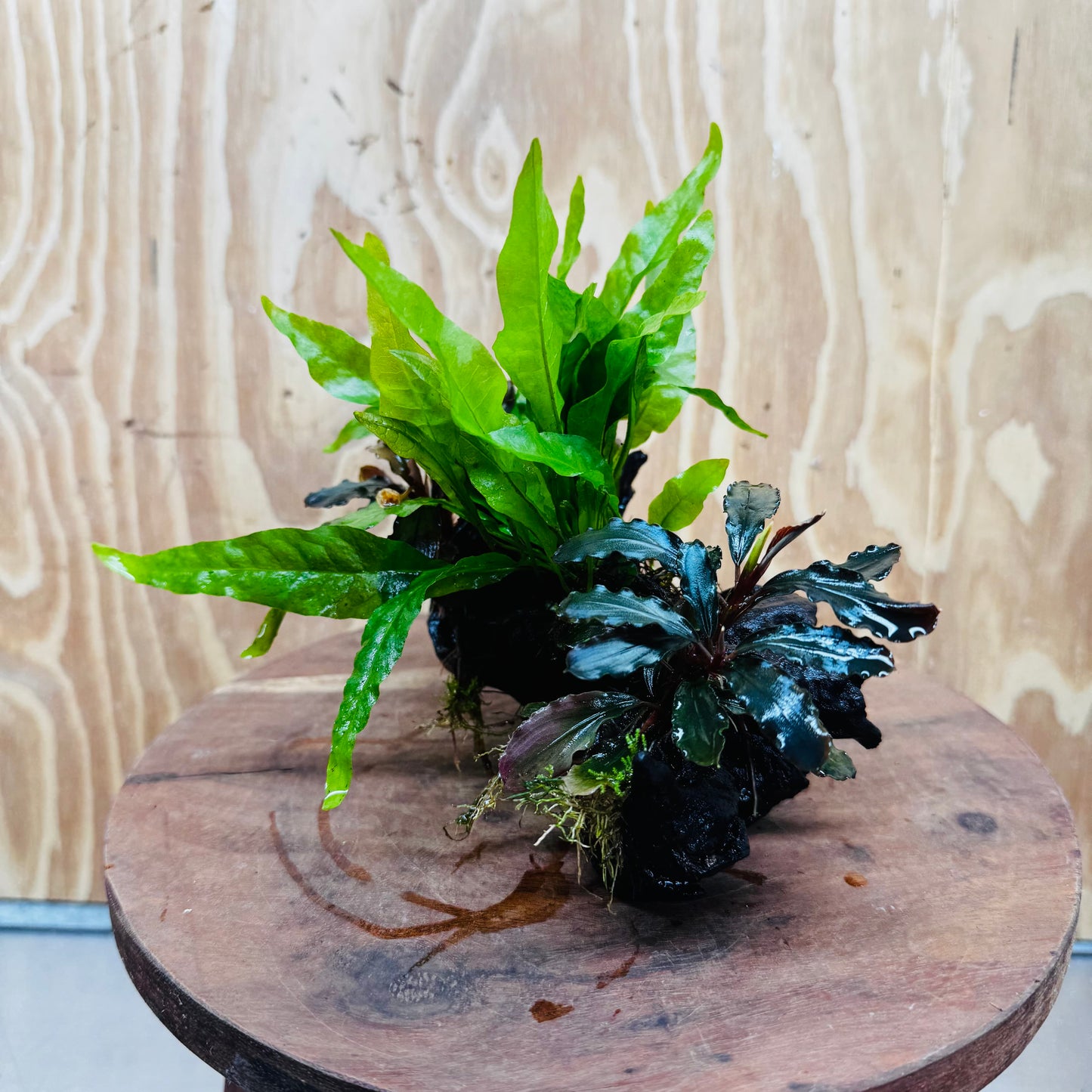 Scapeshop.com.au One Only Double Bucephalandra plus Indo Microsorum (Java Fern) Driftwood Creation - One Only - Jungle Double Bucephalandra plus Indo Microsorum (Java Fern) Driftwood Creation - One Only - Jungle