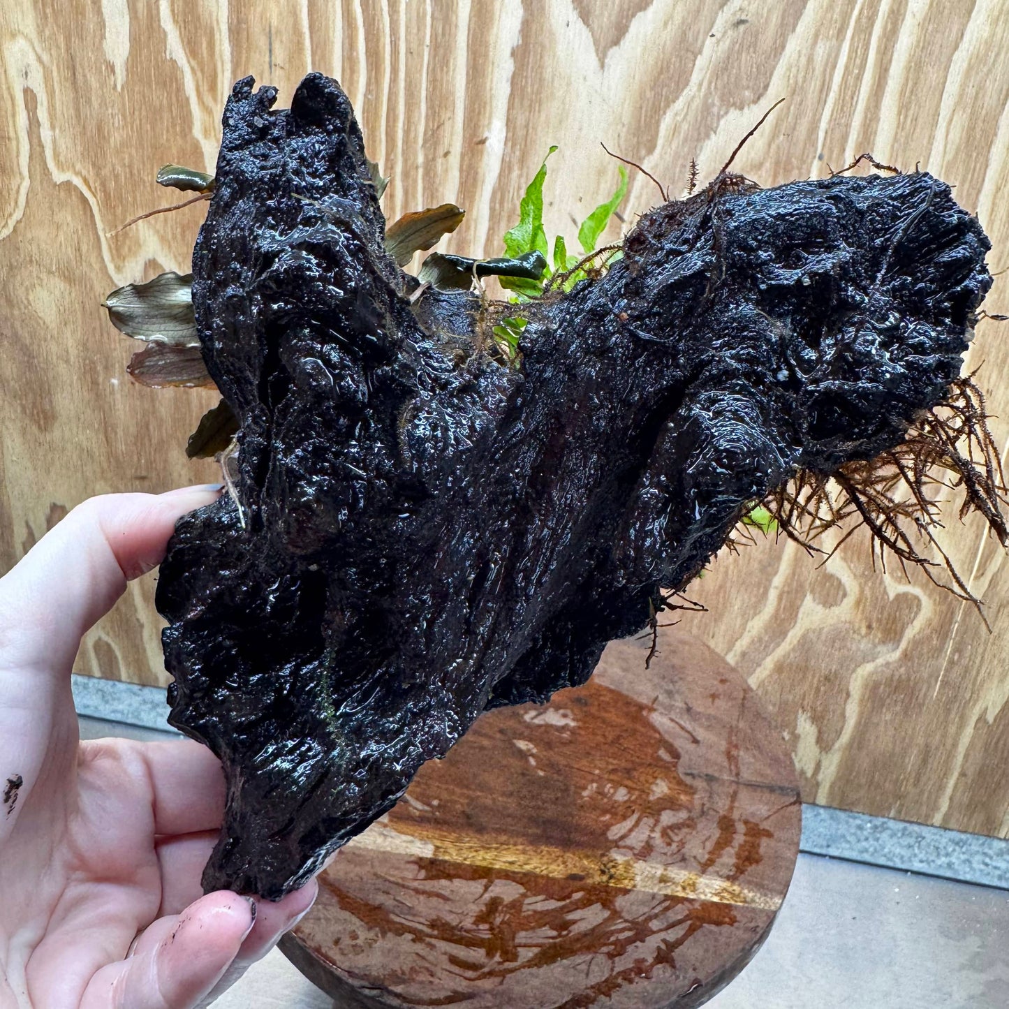 Scapeshop.com.au One Only Double Bucephalandra plus Indo Microsorum (Java Fern) Driftwood Creation - One Only - Jungle Double Bucephalandra plus Indo Microsorum (Java Fern) Driftwood Creation - One Only - Jungle