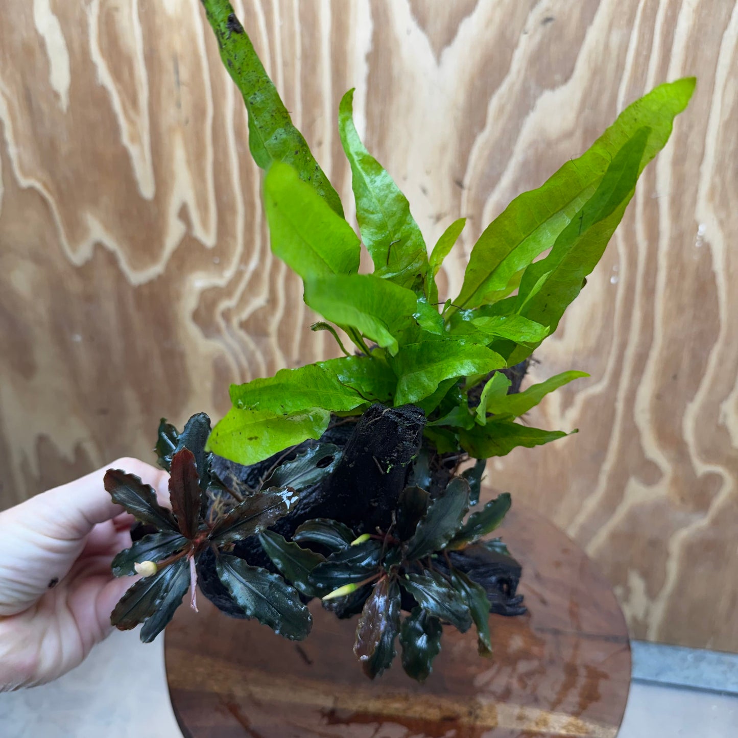 Scapeshop.com.au One Only Double Bucephalandra plus Indo Microsorum (Java Fern) Driftwood Creation - One Only - Jungle Double Bucephalandra plus Indo Microsorum (Java Fern) Driftwood Creation - One Only - Jungle